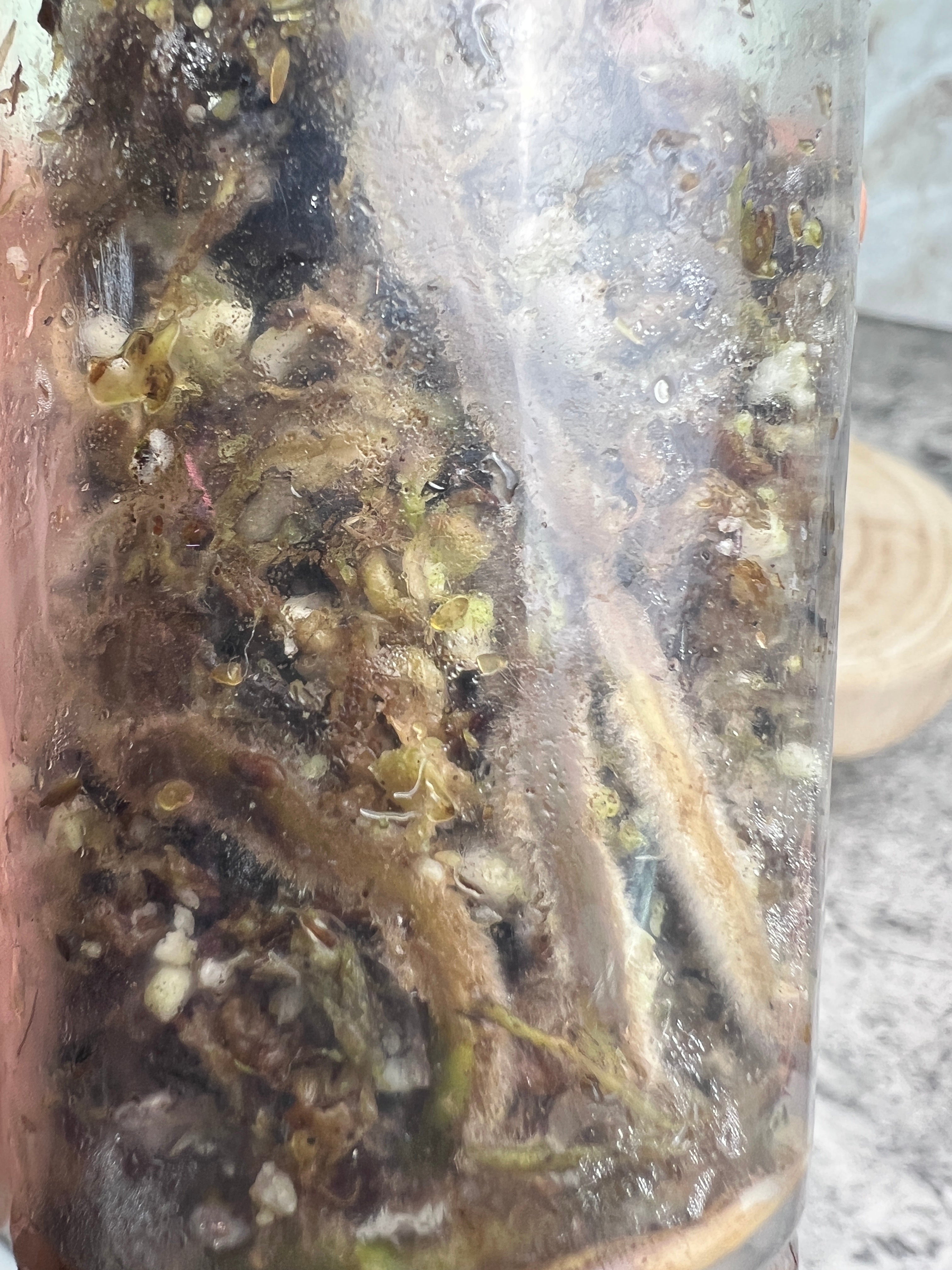 Epipremnum pinnatum variegated 1 leaf 1 sprout rooted