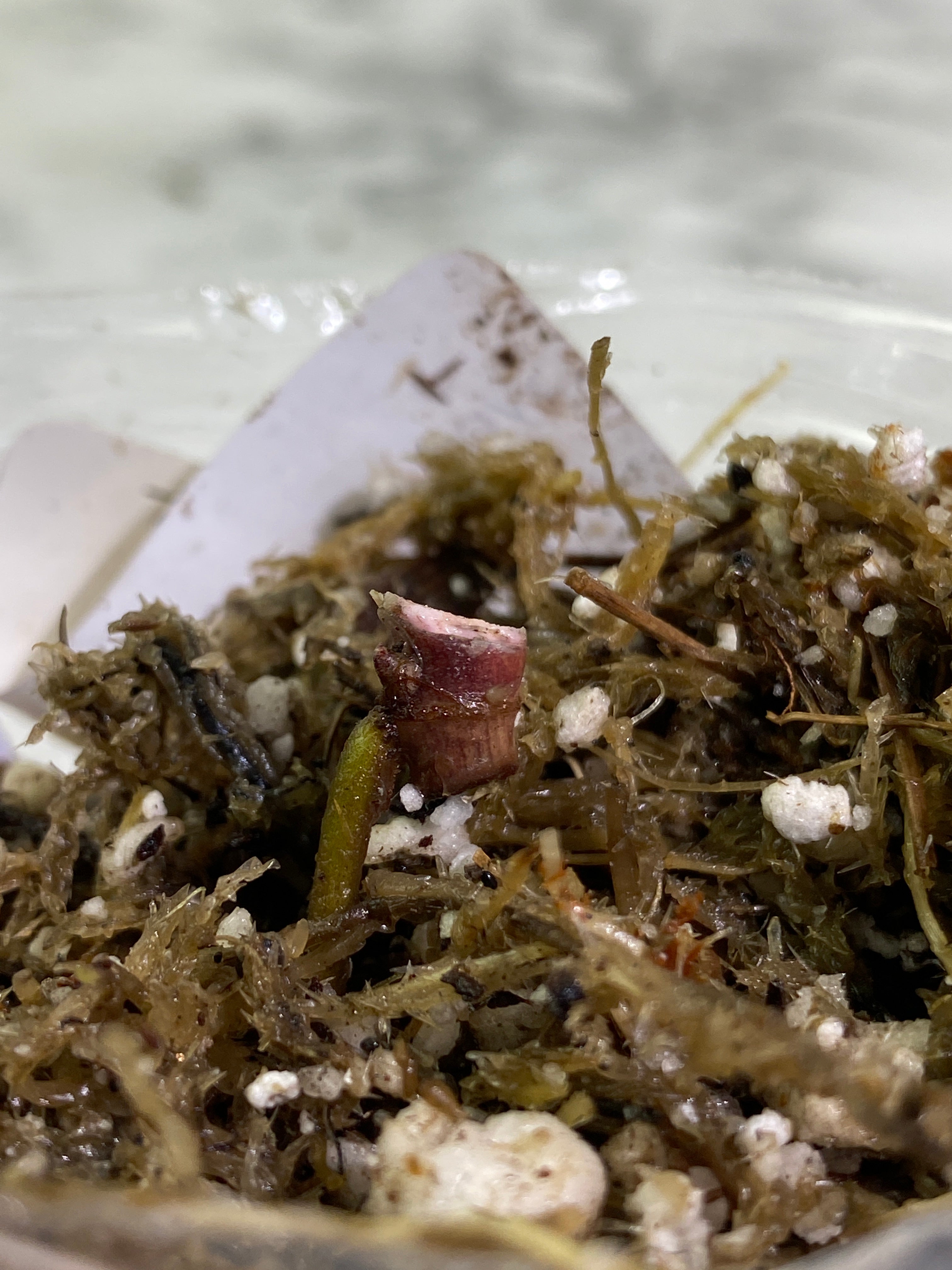 Syngonium red spot tricolor node 1 sprout rooting