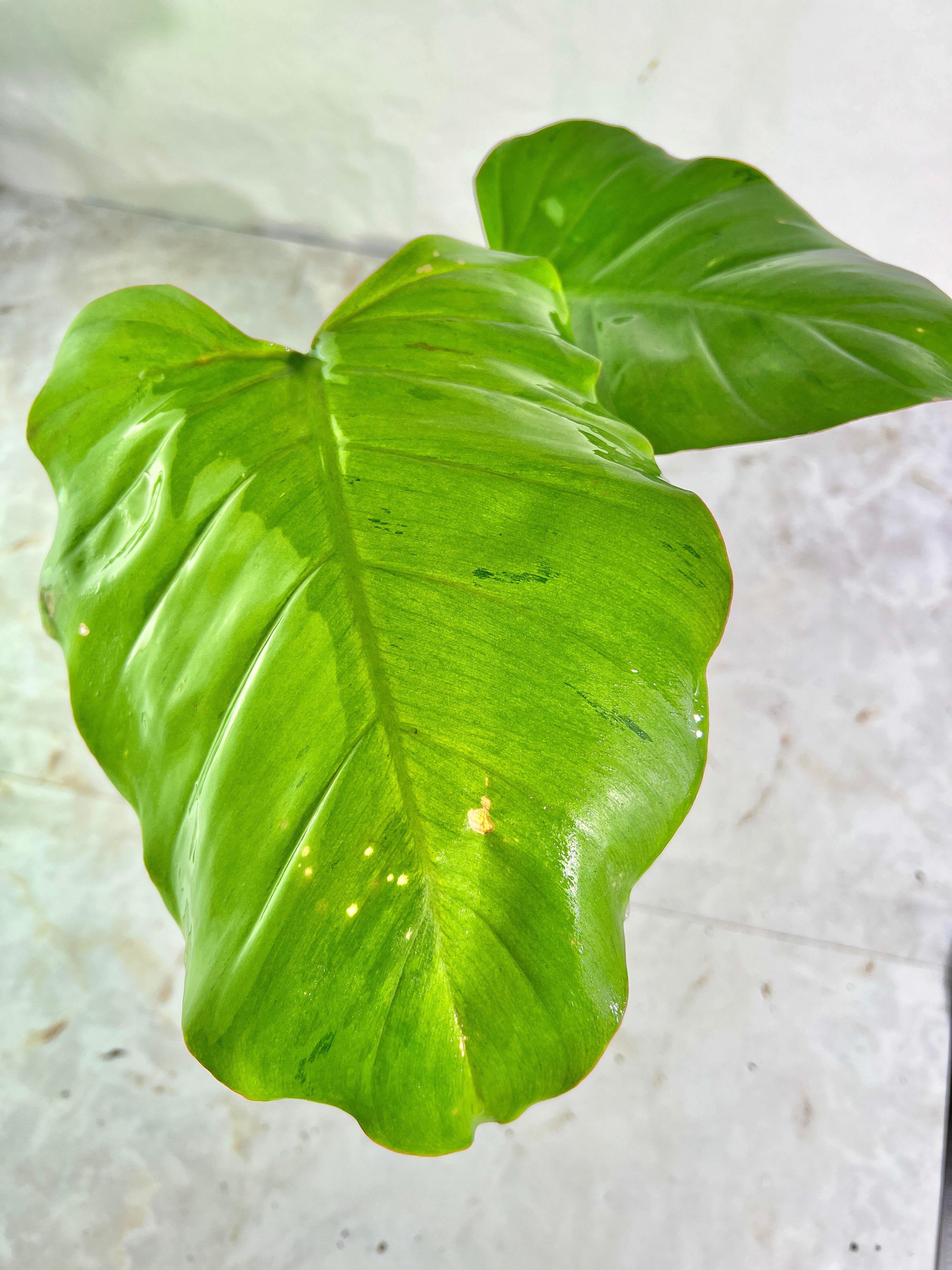 Philodendron snowdrifts rooting in soil 2 huge leaves (10” long)