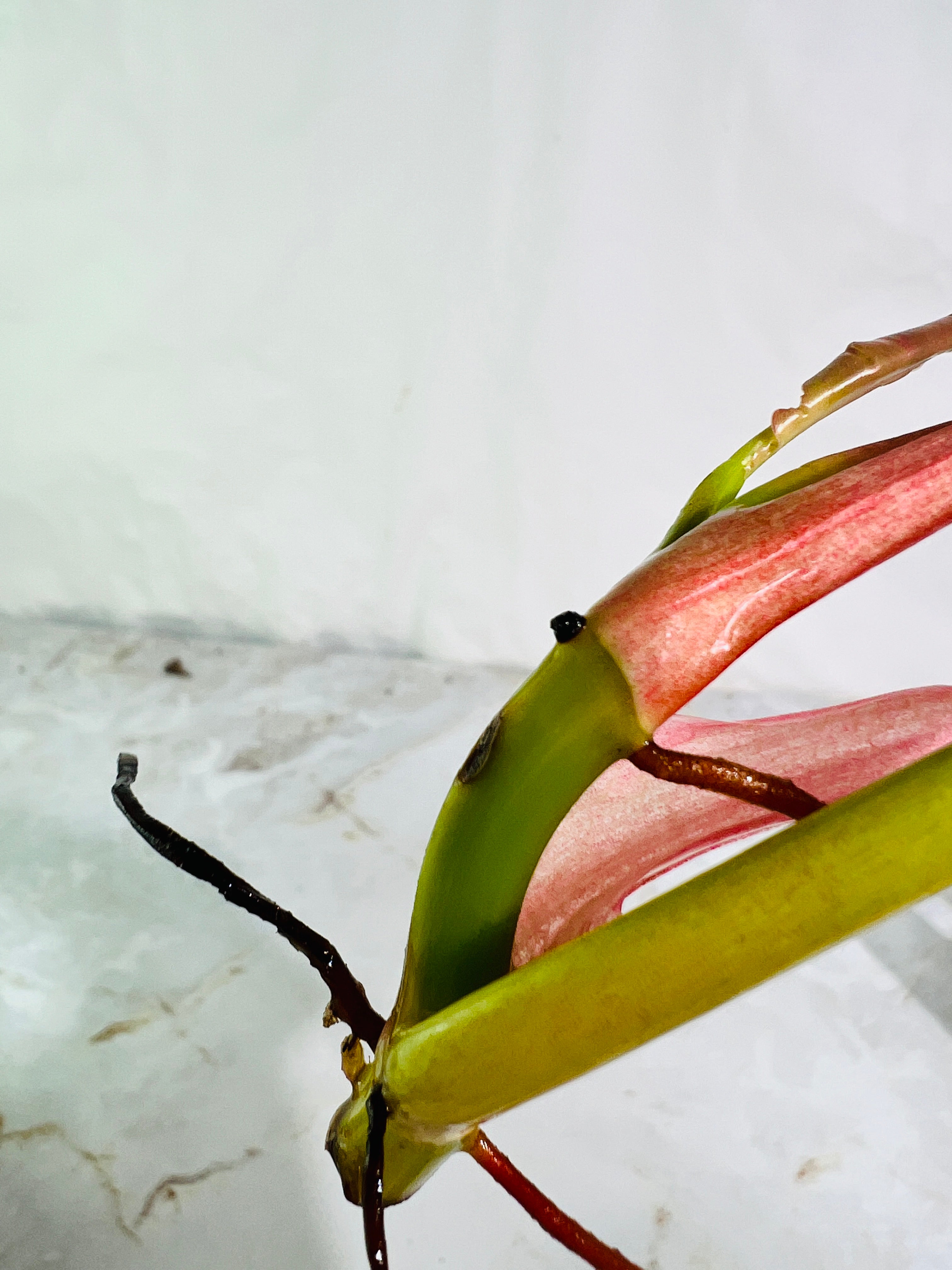 DO NOT BUY Philodendron ring of fire rooting top cutting 2 leaves 1 sprout