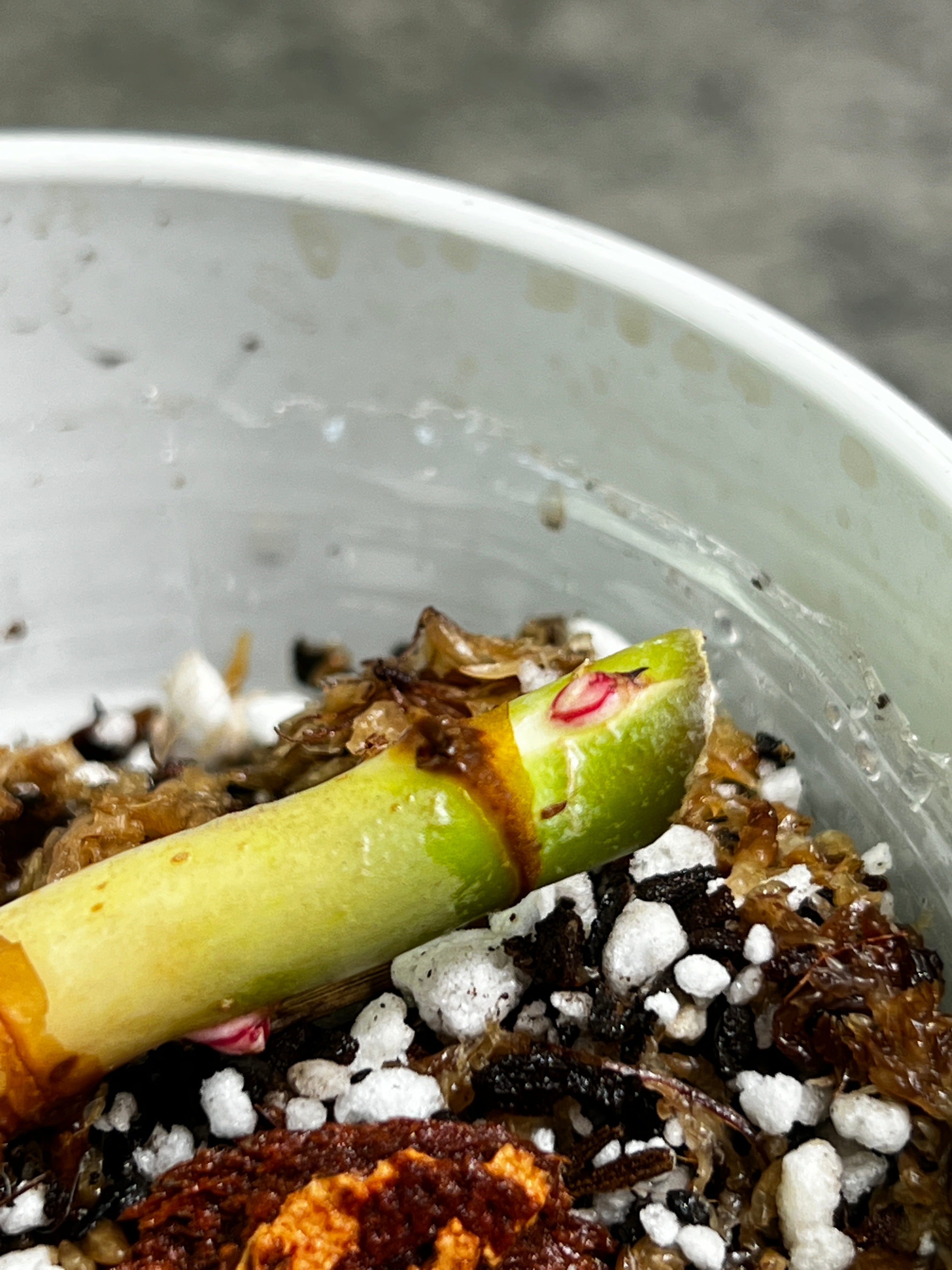 Philodendron white princess slightly rooted node with 3 sprouts from highly Variegated mother plant