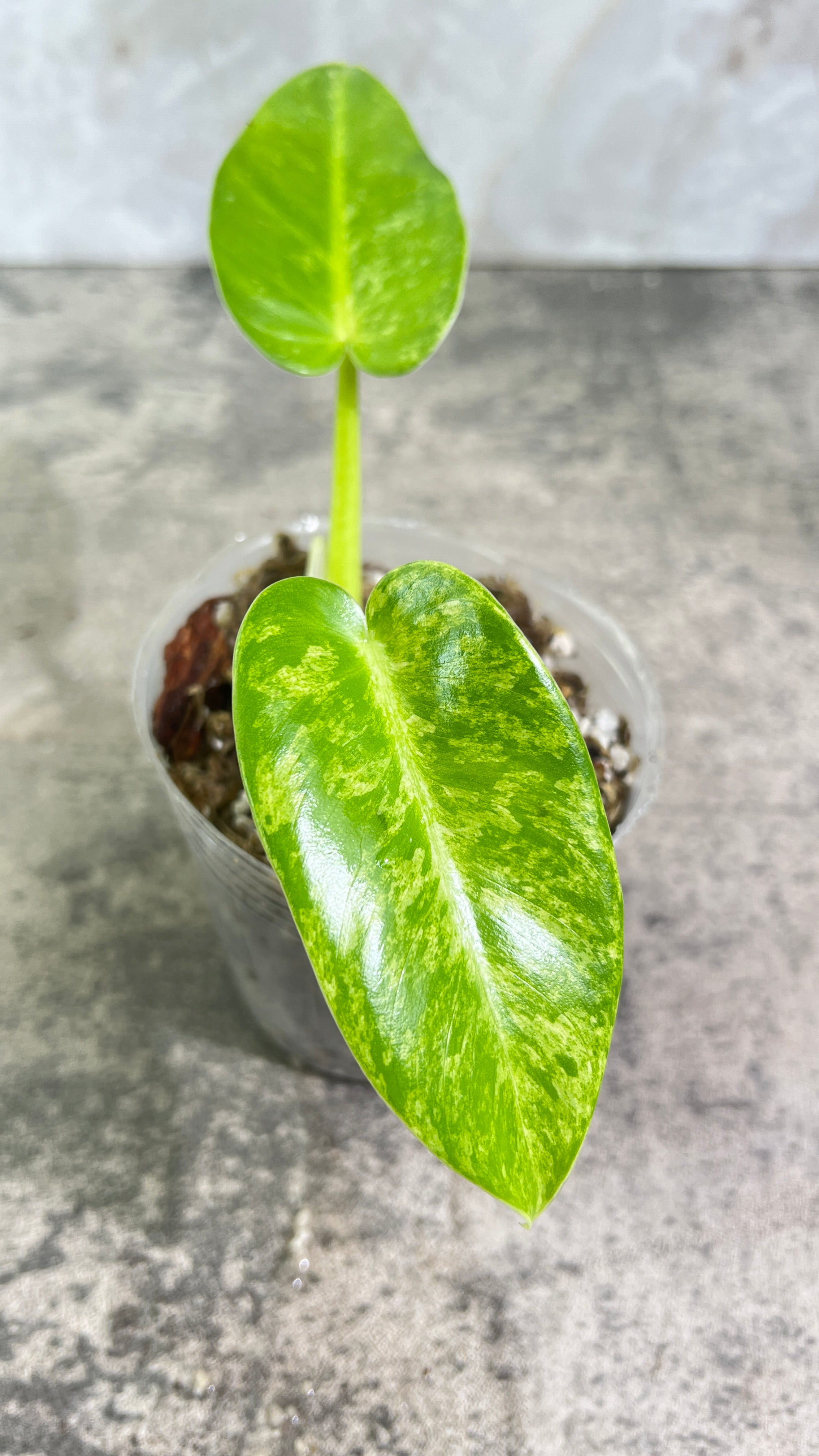Philodendron giganteum blizzard rooted 2 leaves 1 sprout top cutting