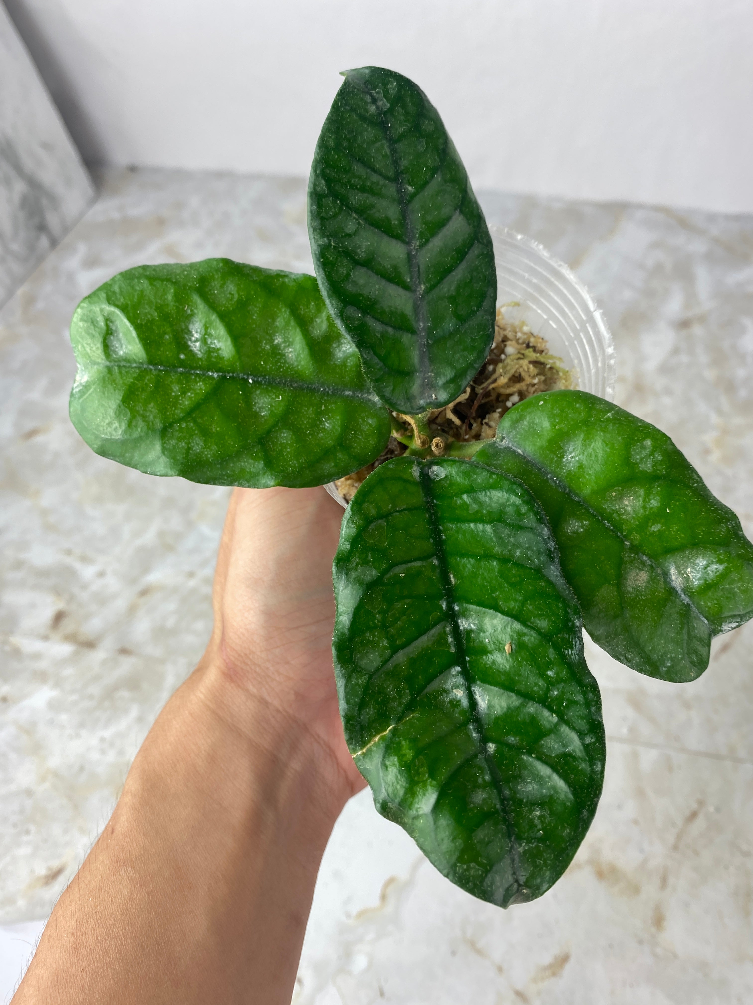 Hoya villosa Cao Bang