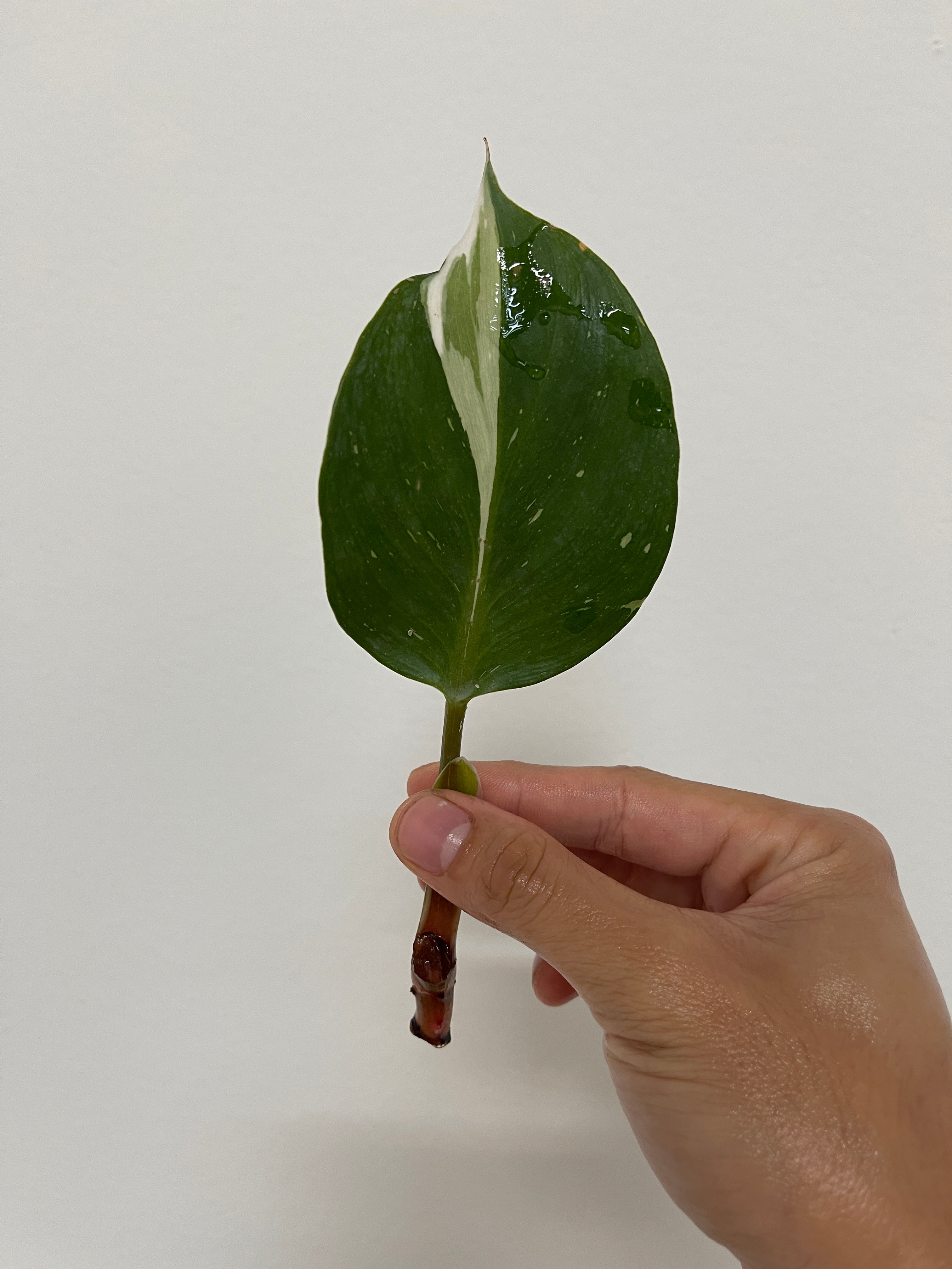Private sale: Philodendron White Knight