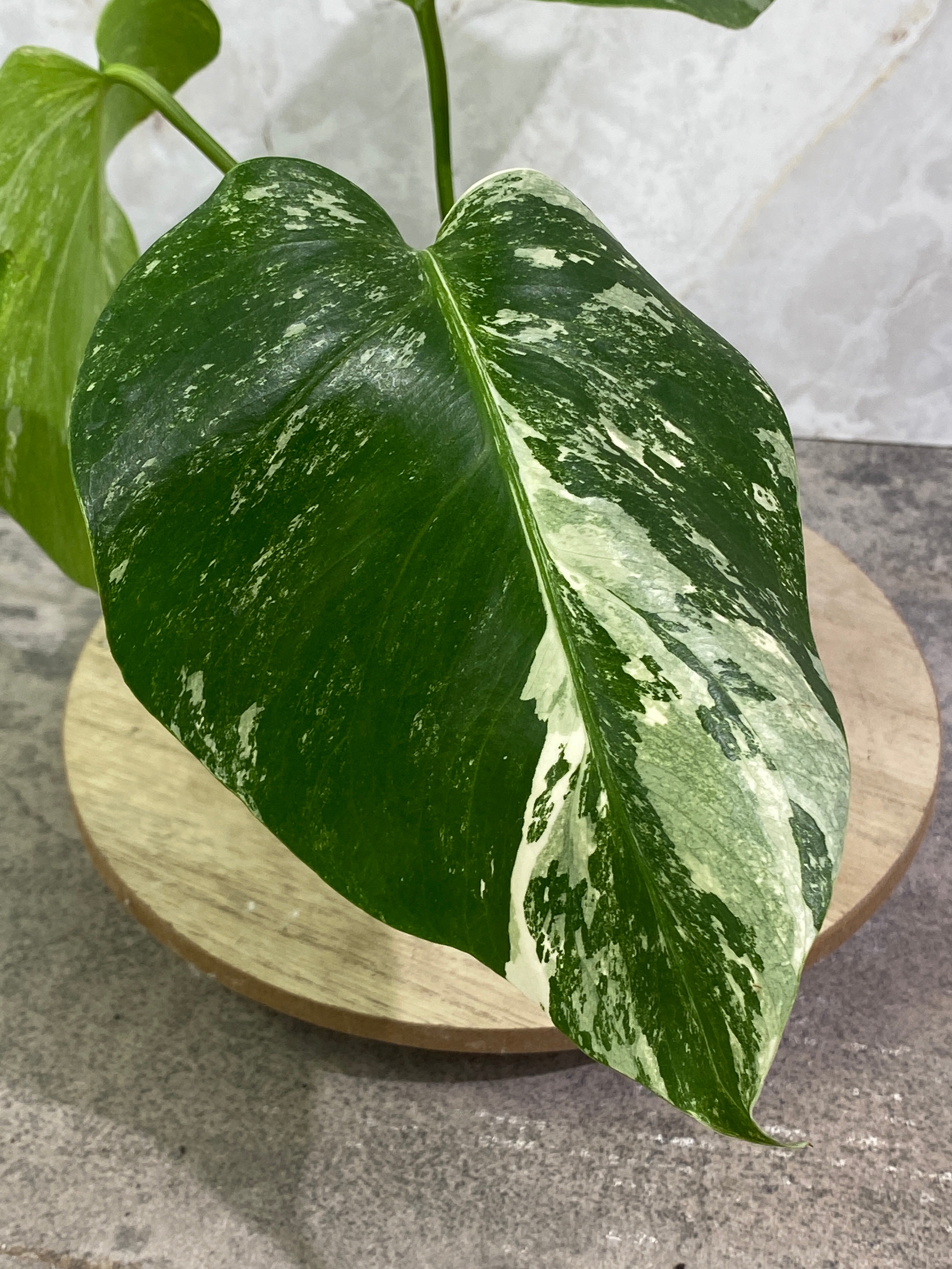 Monstera Albo 3 leaves rooting