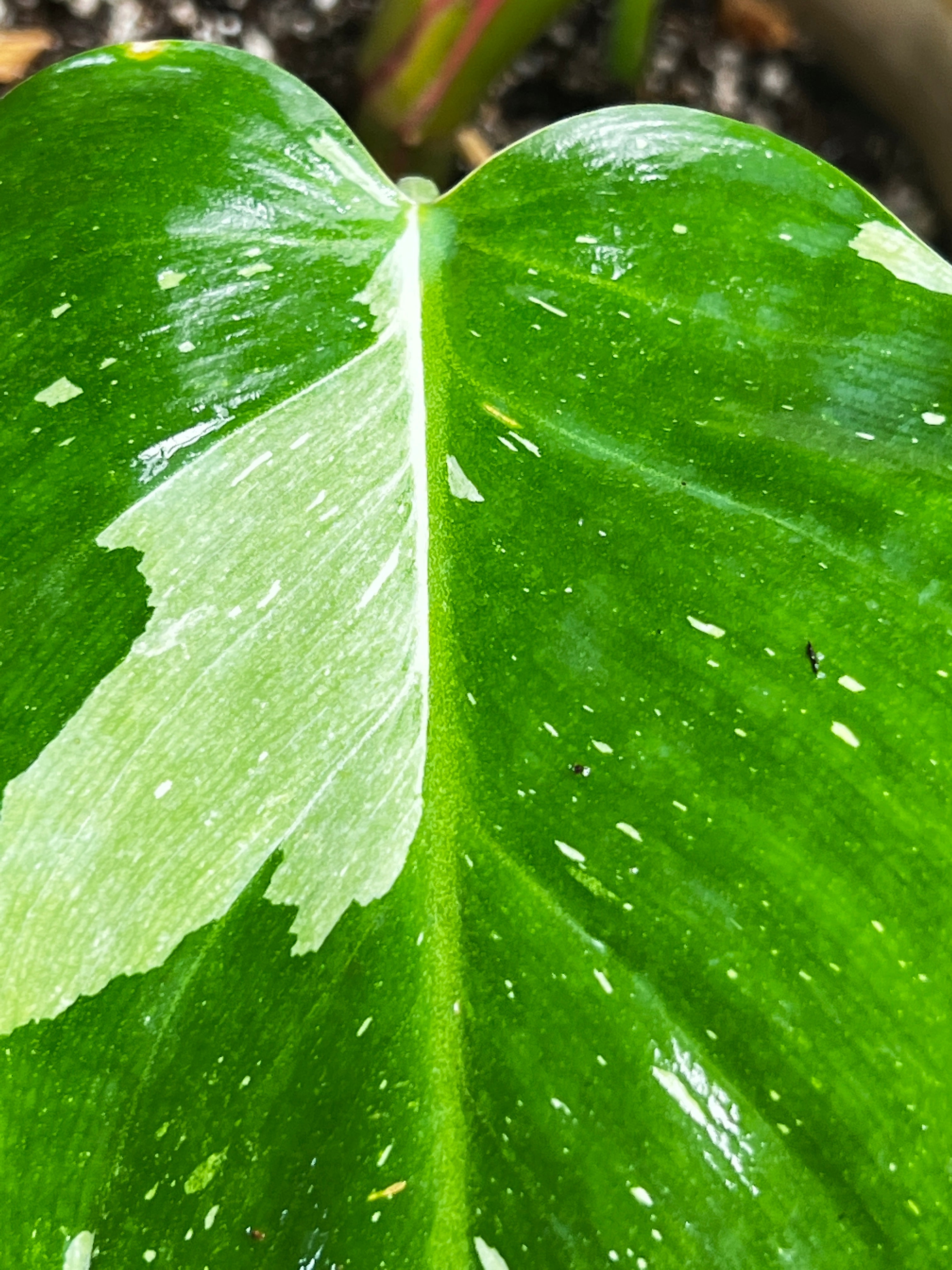 Philodendron white princess rooted 5 leaves 1 sprout highly Variegated