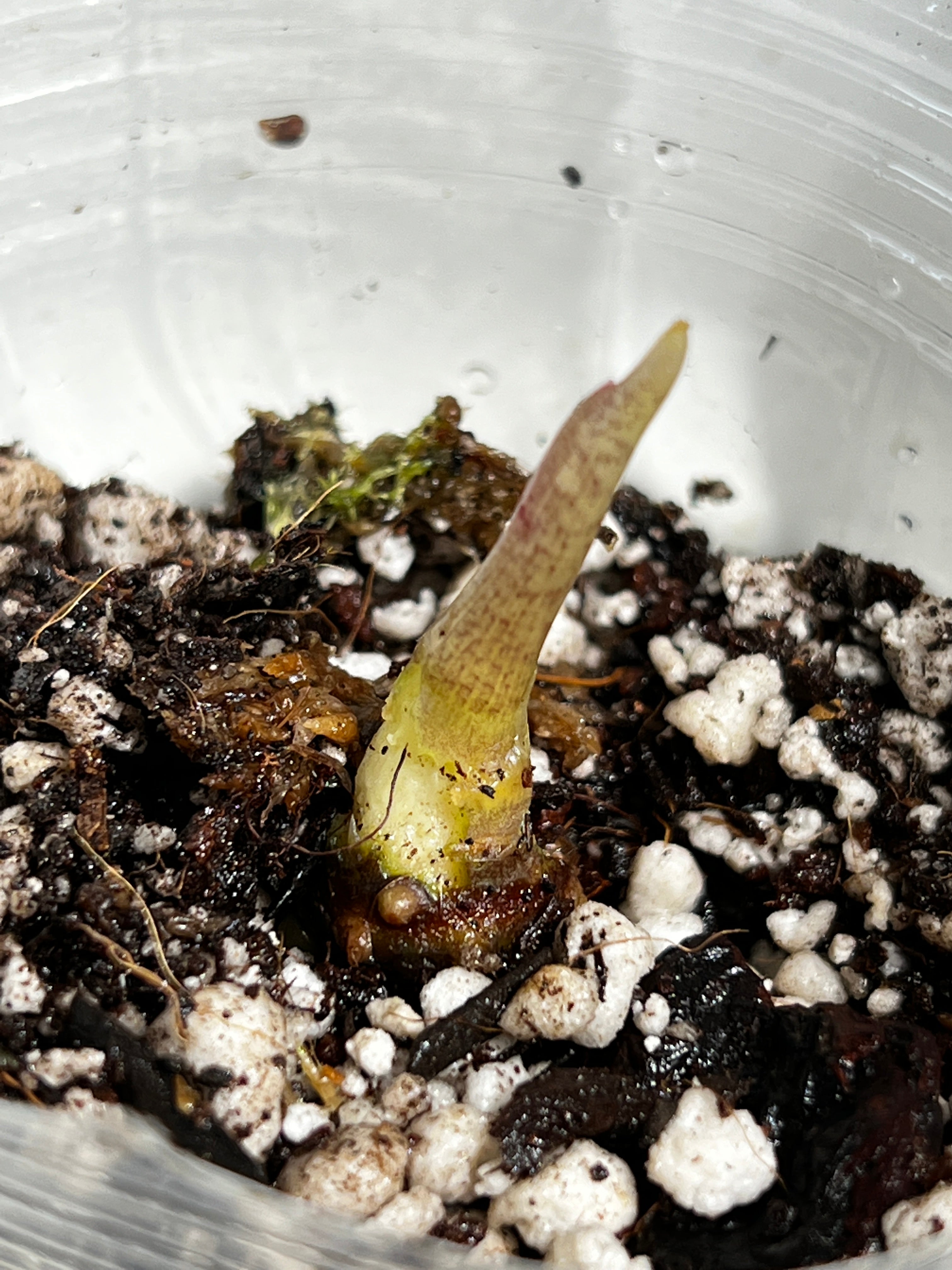 Growers choice Alocasia Jacklyn rooting sprout with additional node