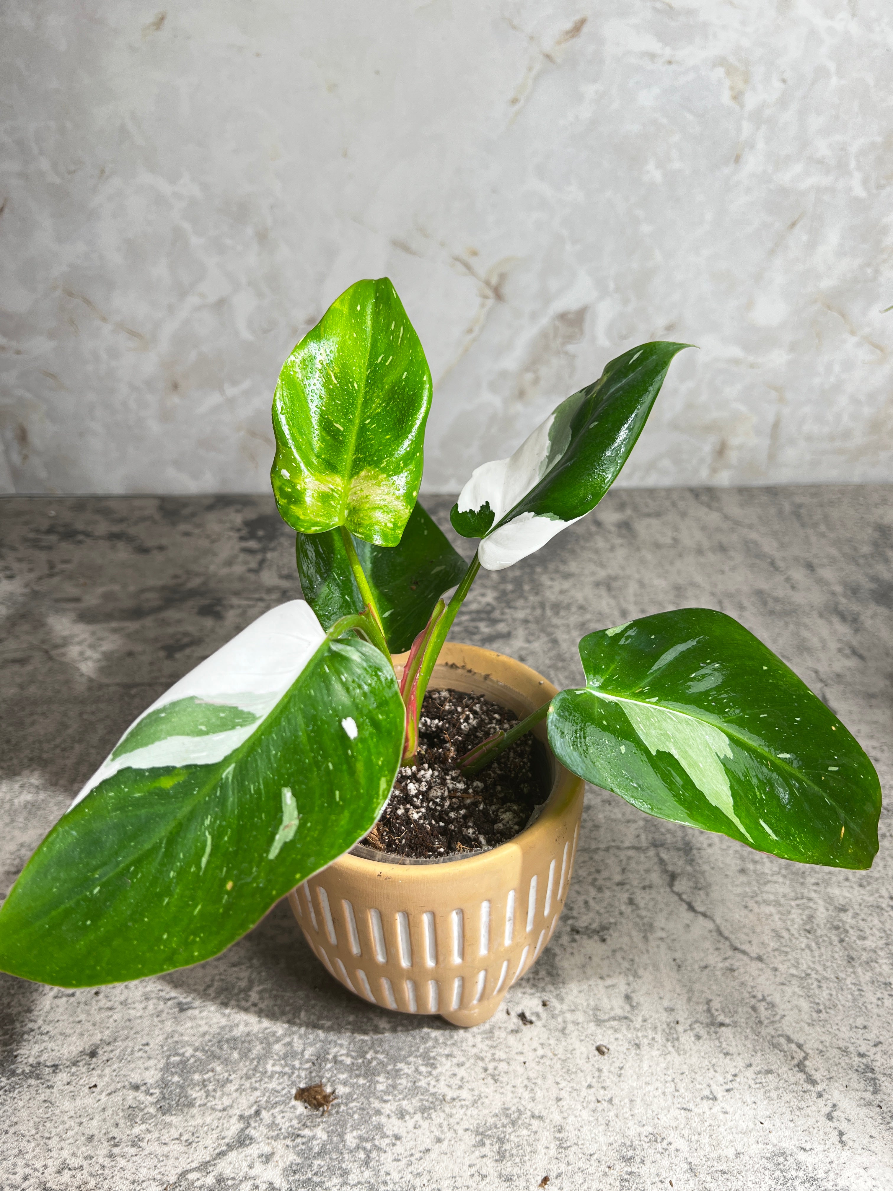 Philodendron white princess rooted 5 leaves 1 sprout highly Variegated
