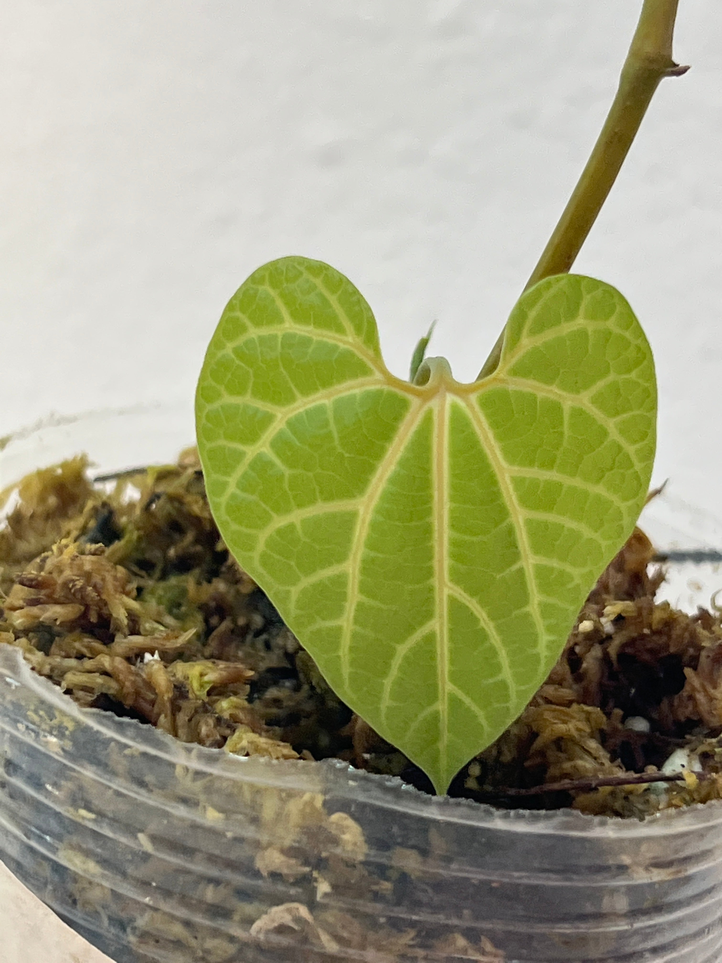 Aristolochia Leuchoneura rooted