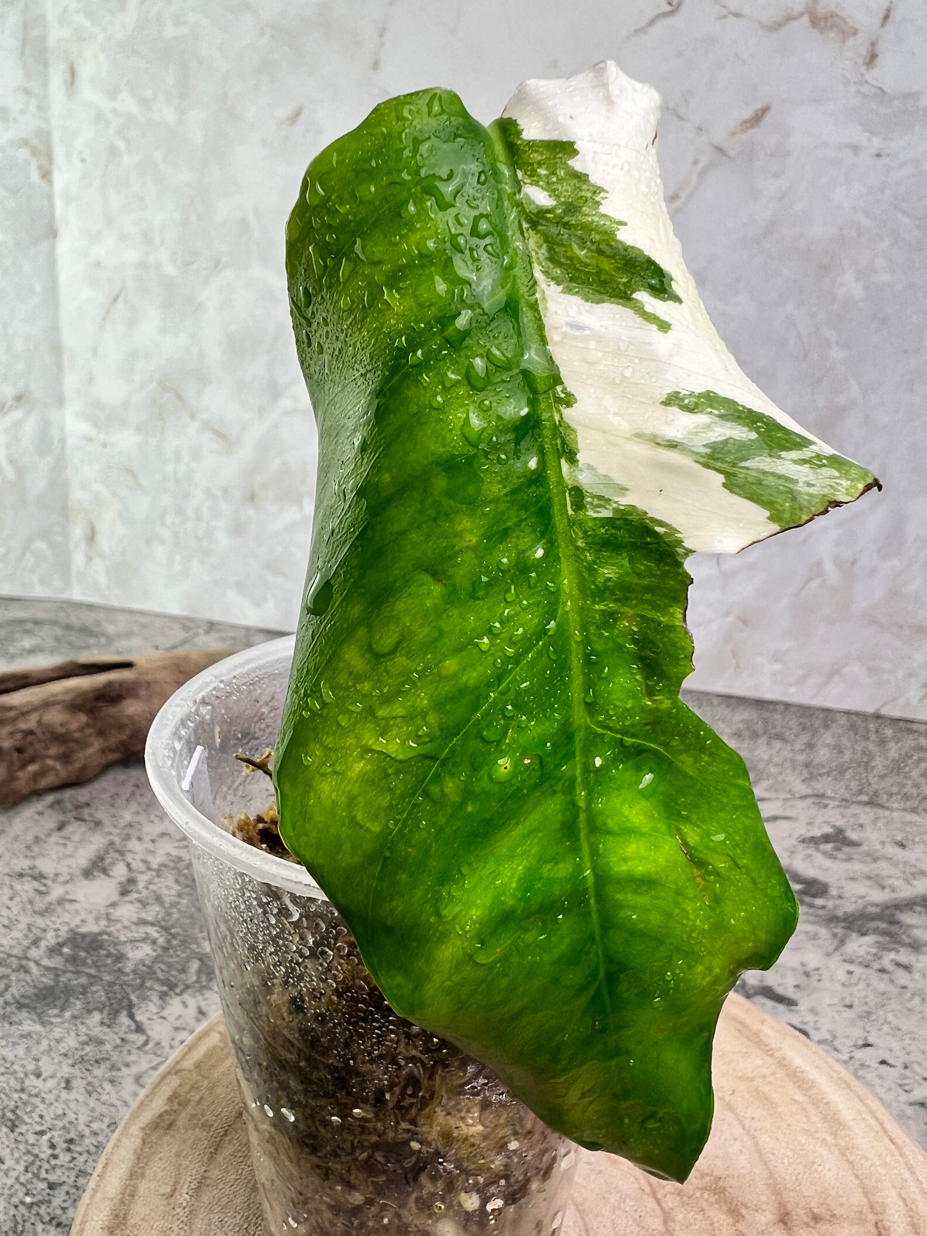 Epipremnum pinnatum variegated 1 leaf 1 sprout rooted