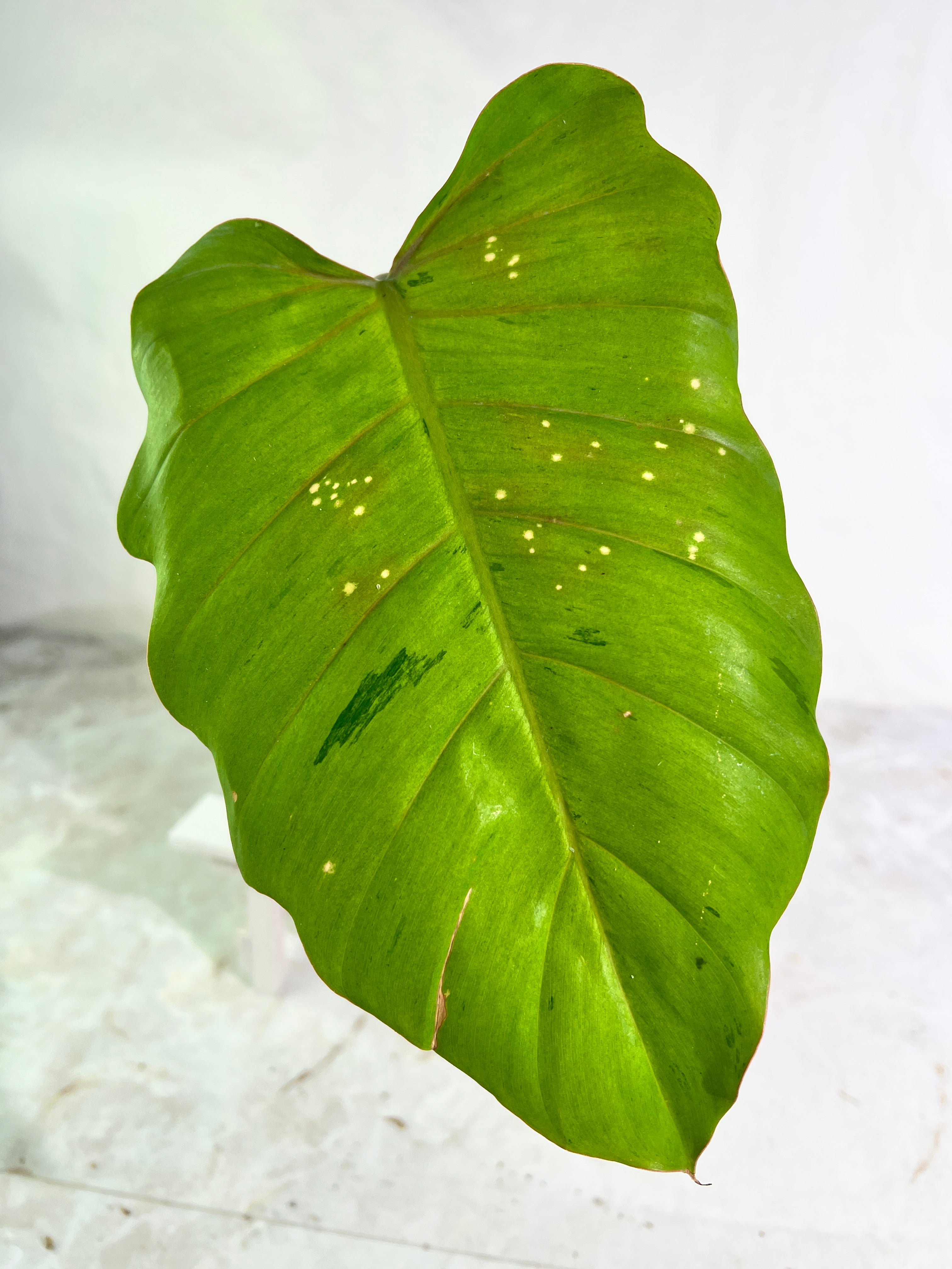 Philodendron snowdrifts rooting 1 leaf 9” long