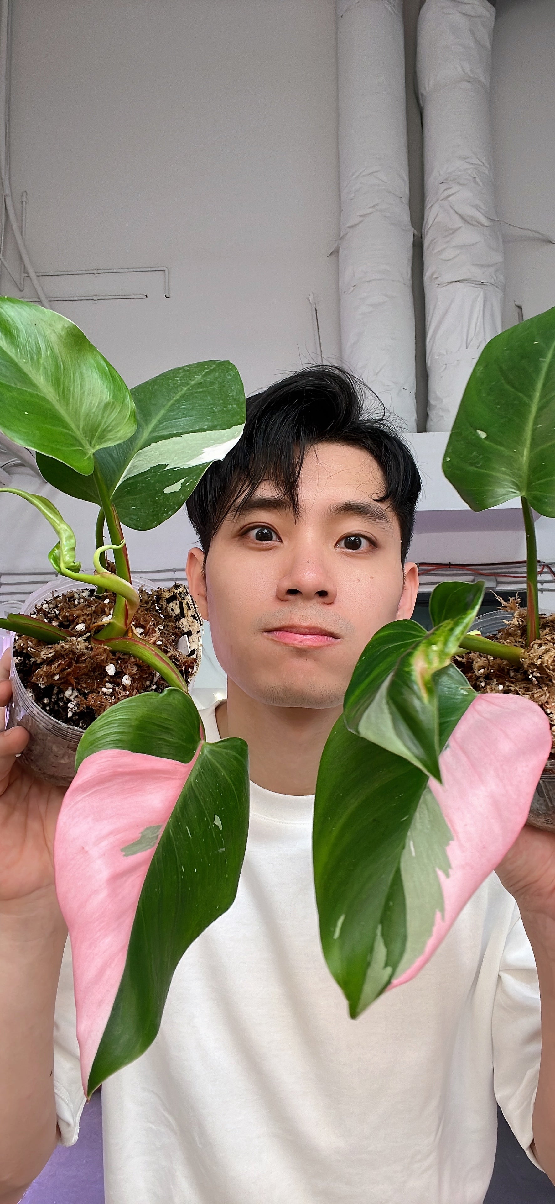 Grower Choice: Philodendron white princess tricolor Rooted node with 1 growing bud