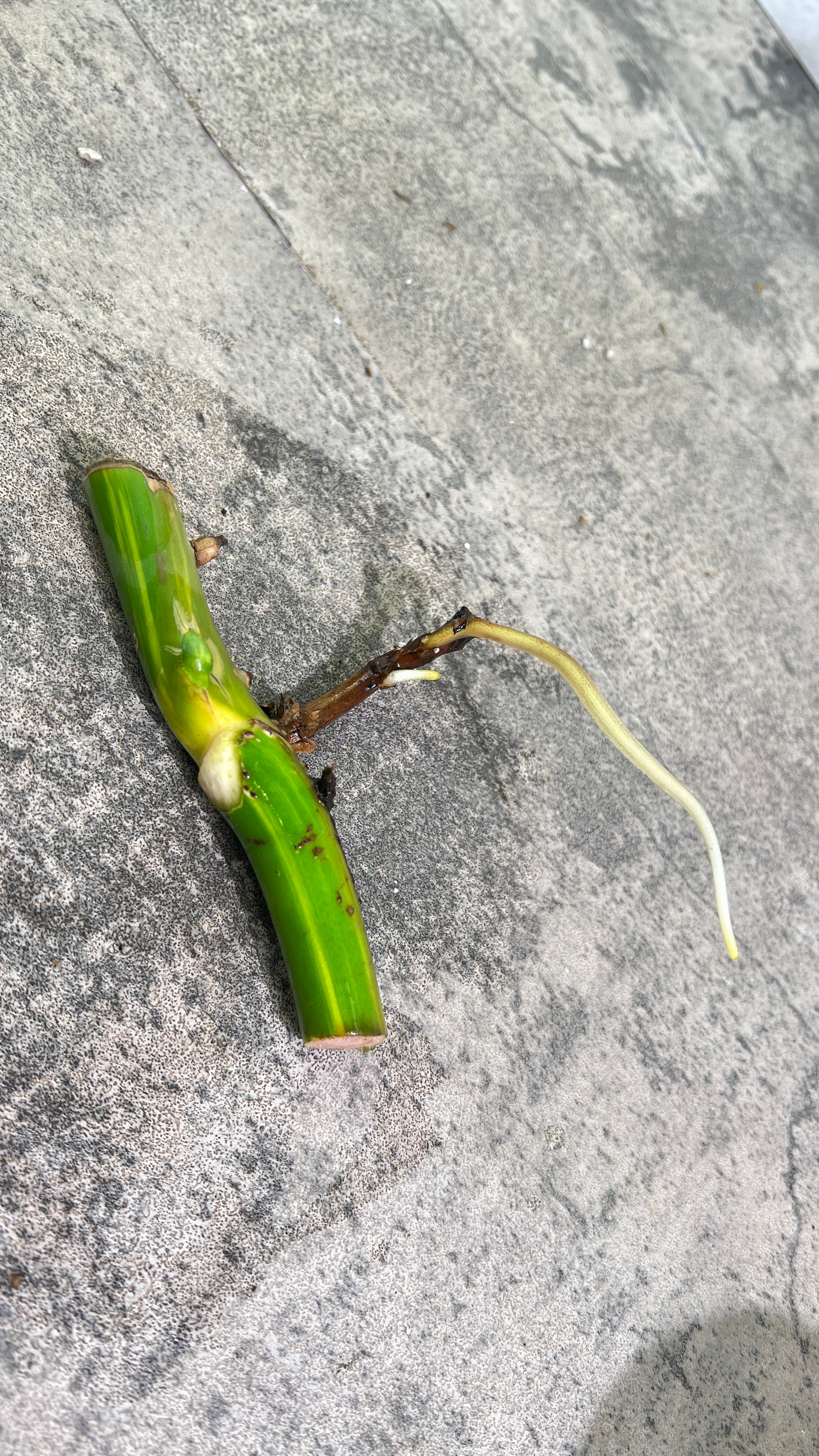 Monstera aurea rooting big node with 1 activa bud