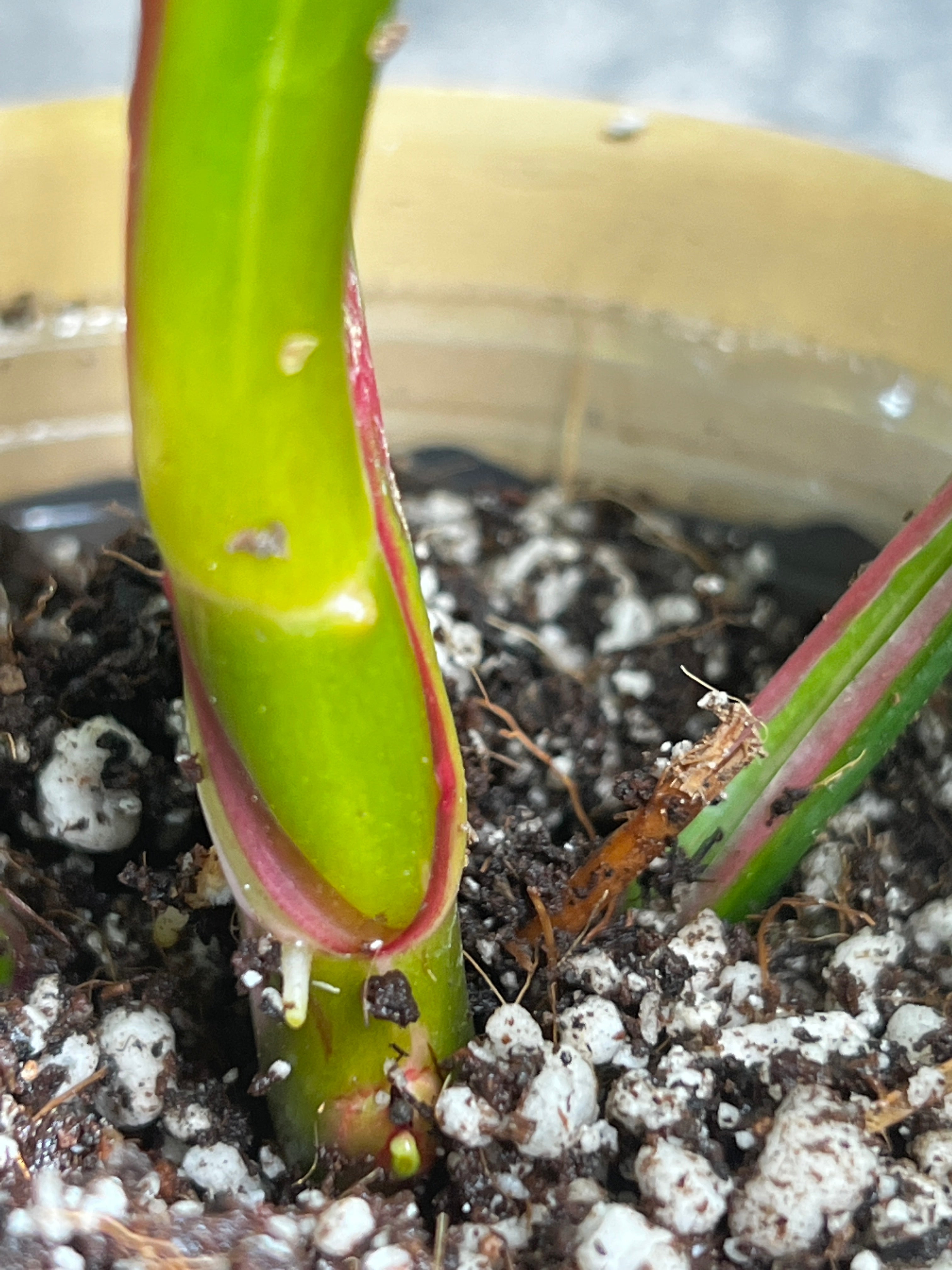 Philodendron white princess rooted 5 leaves 1 sprout highly Variegated
