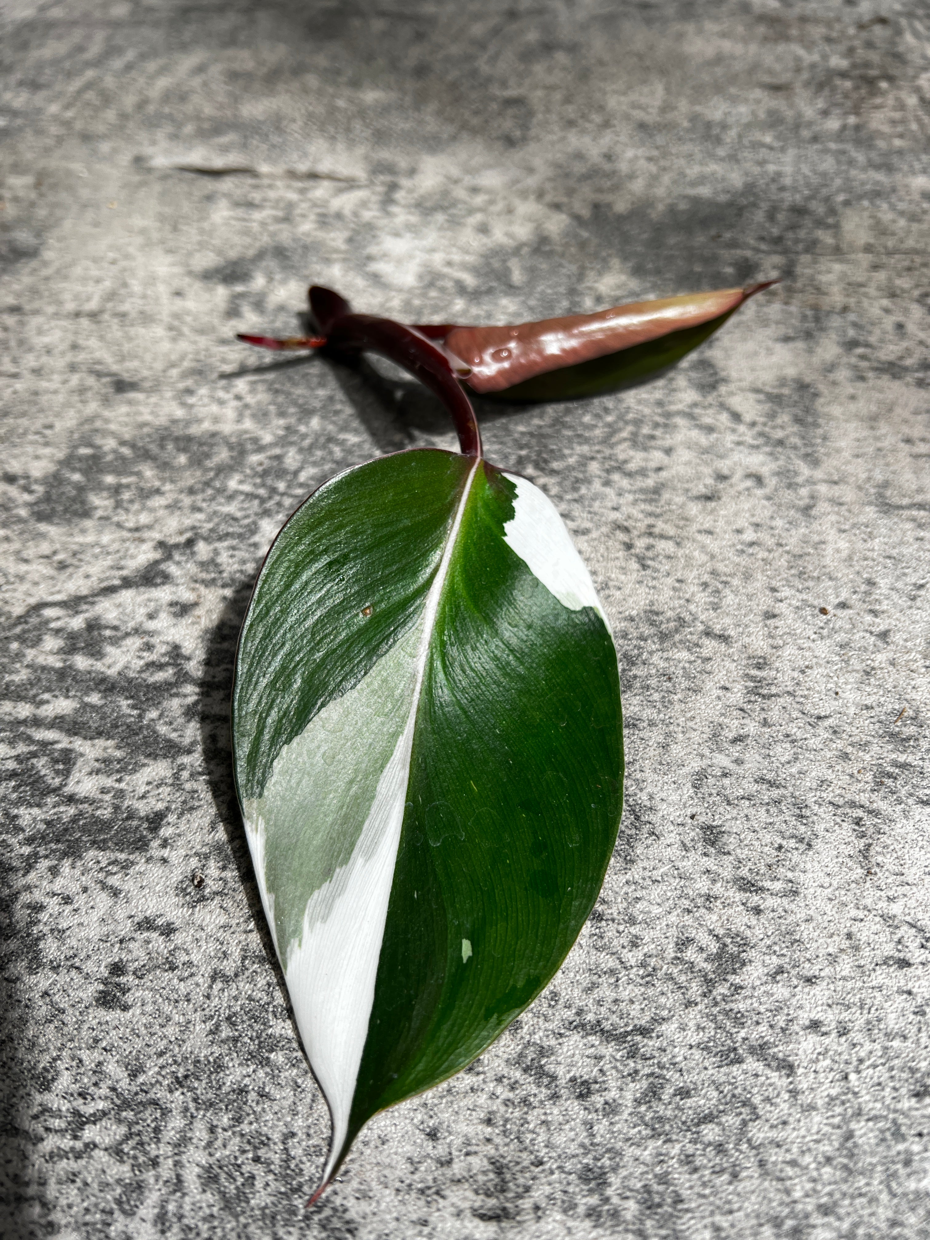 Philodendron white knight tricolor rooting 2 leaves highly Variegated