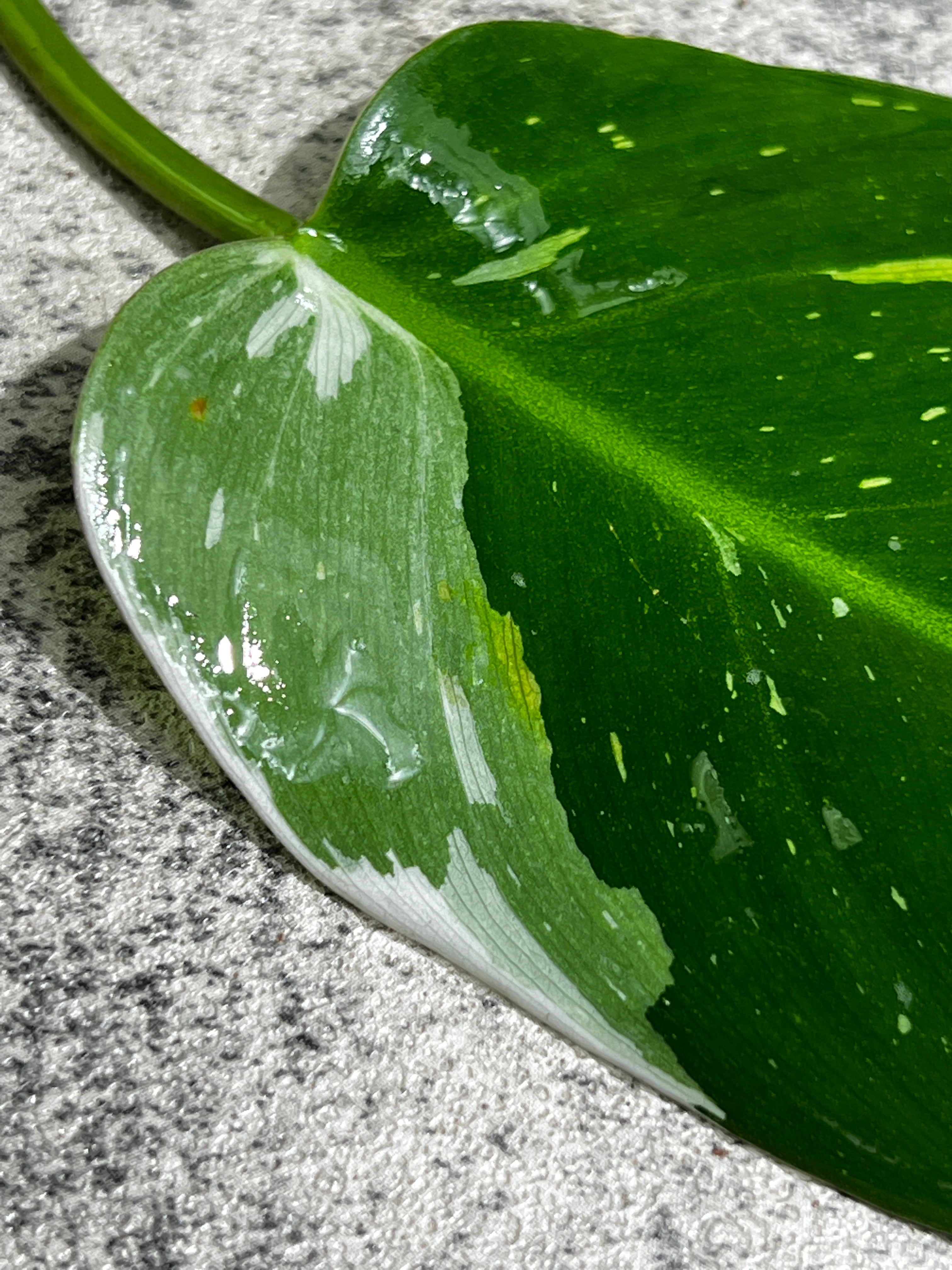 Philodendron white princess rooting 1 leaf 1 sprout from highly Variegated mother plant