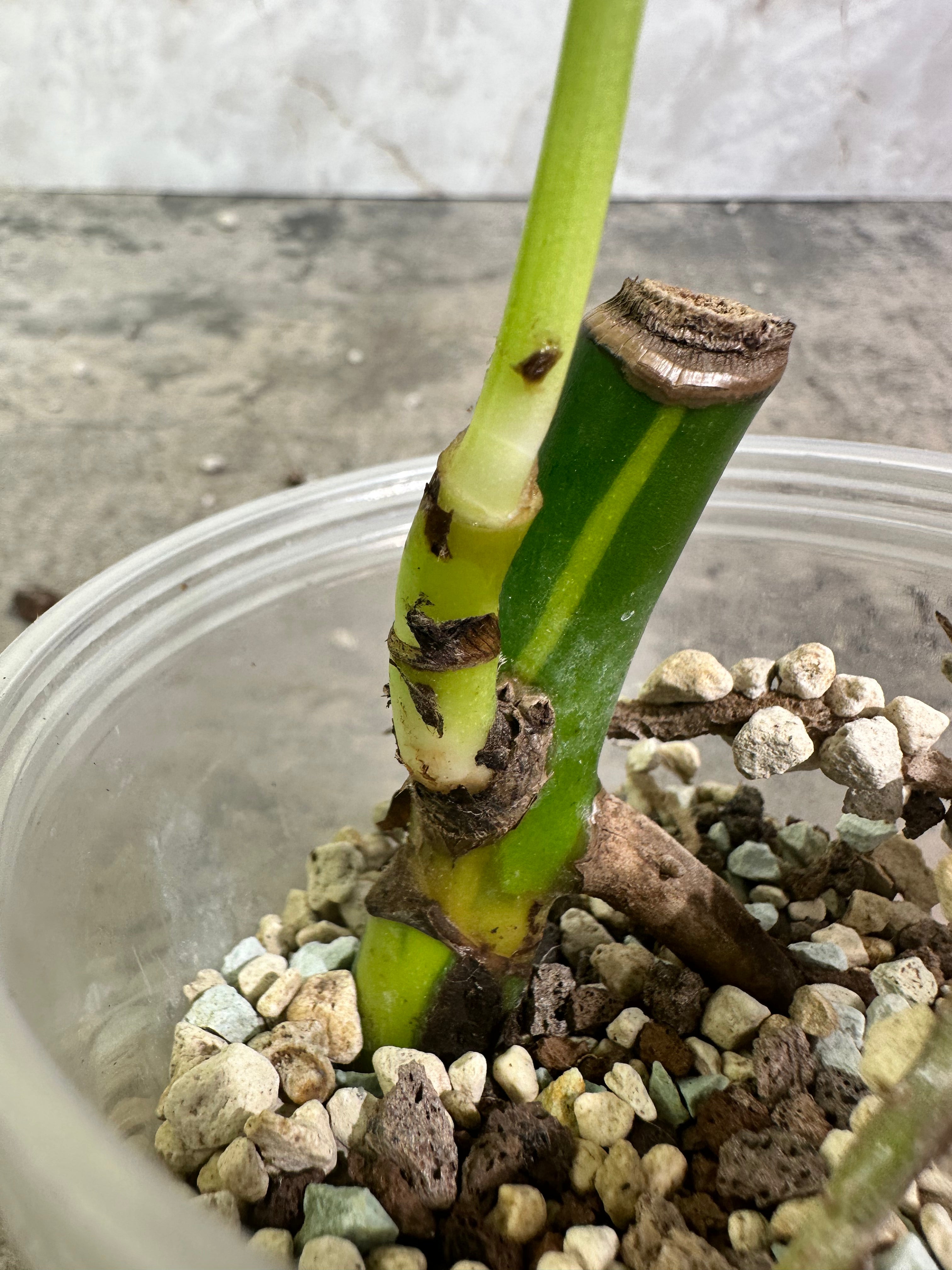 Monstera aurea rooted