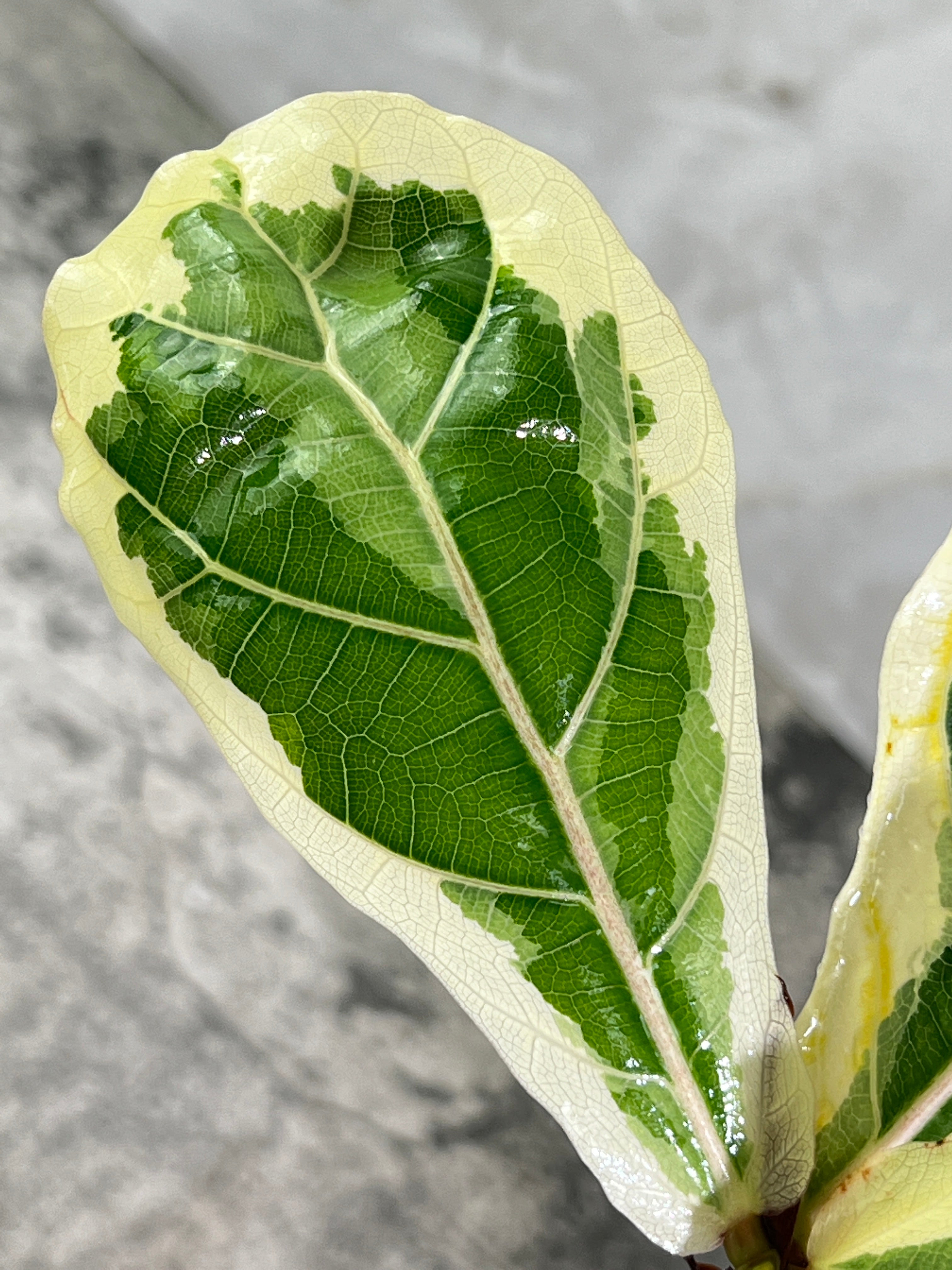 Ficus Lyrata variegated fiddle leaf fig rooted 3 leaves 1 sprout