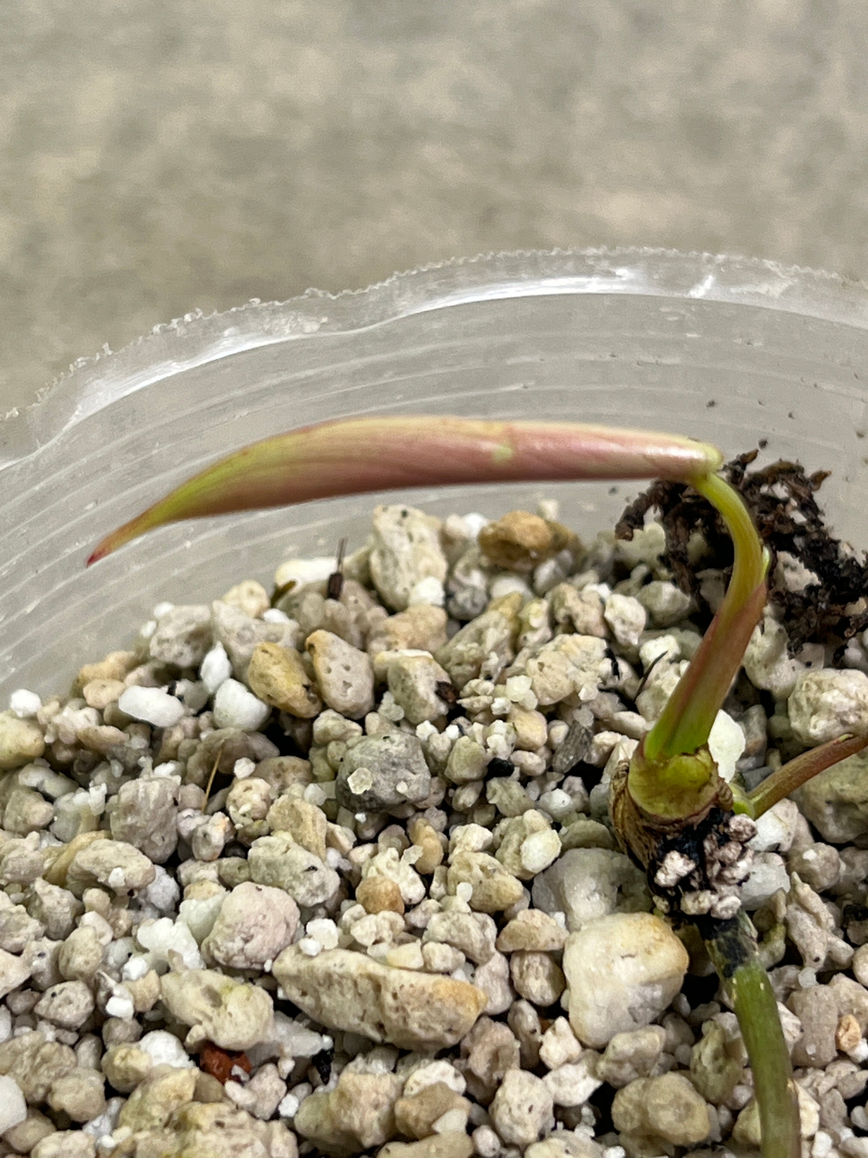 Philodendron joepii