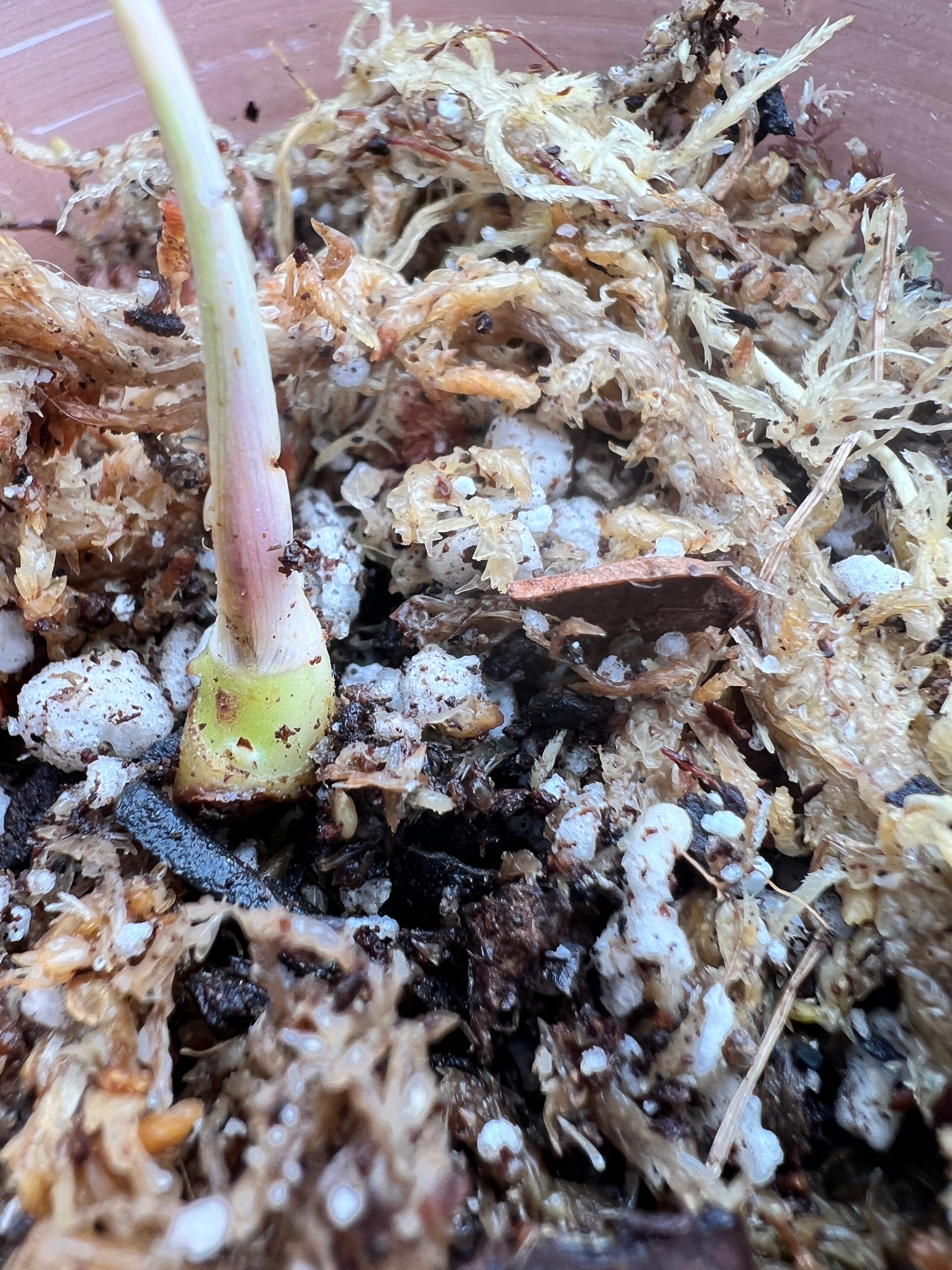 Philodendron Florida Beauty rooted 1 sprout 1 growing bud double node