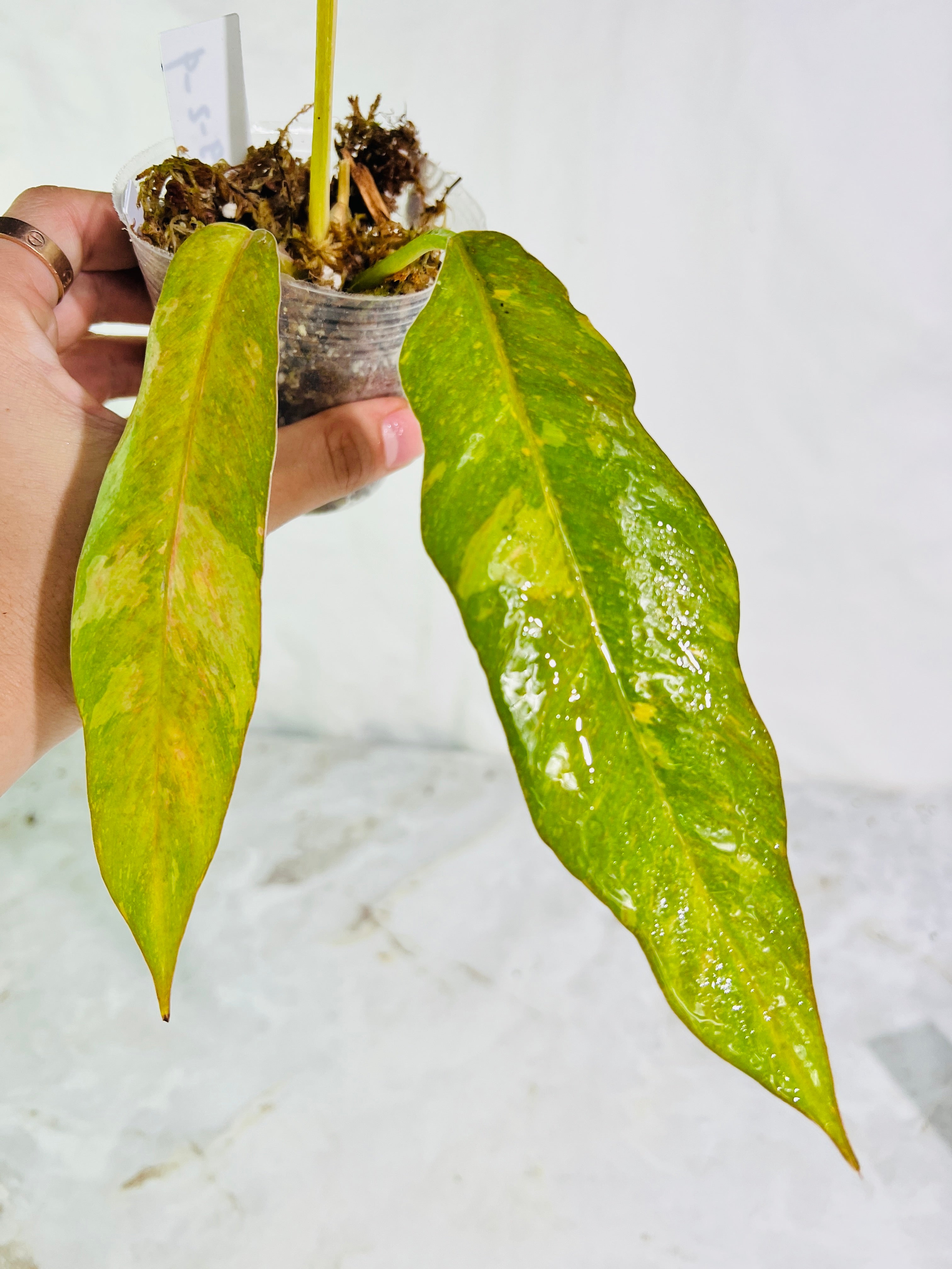 Grower choice: Philodendron ring of fire rooted 2 leaves