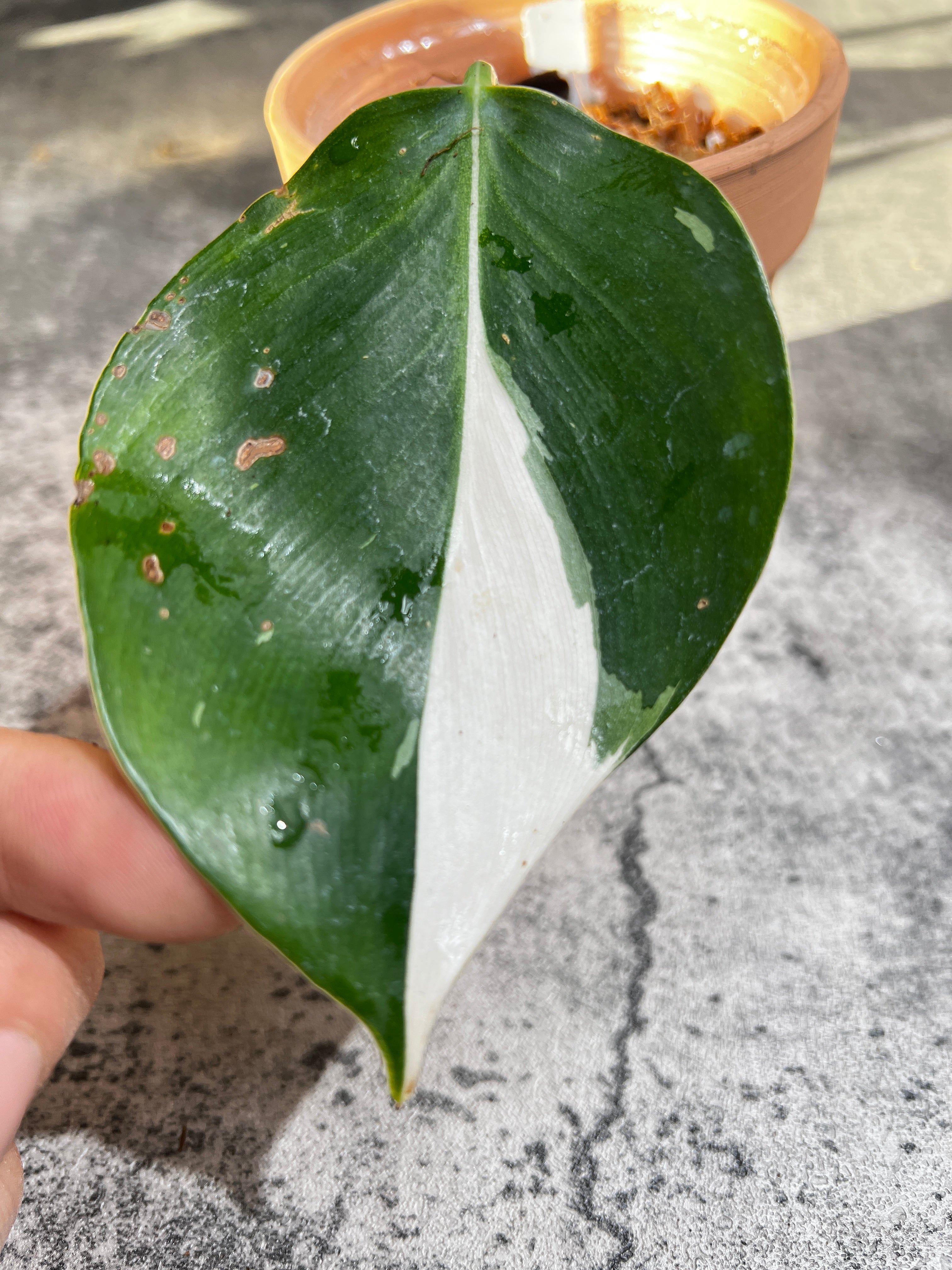 Philodendron white wizard rooted 1 leaf highly Variegated