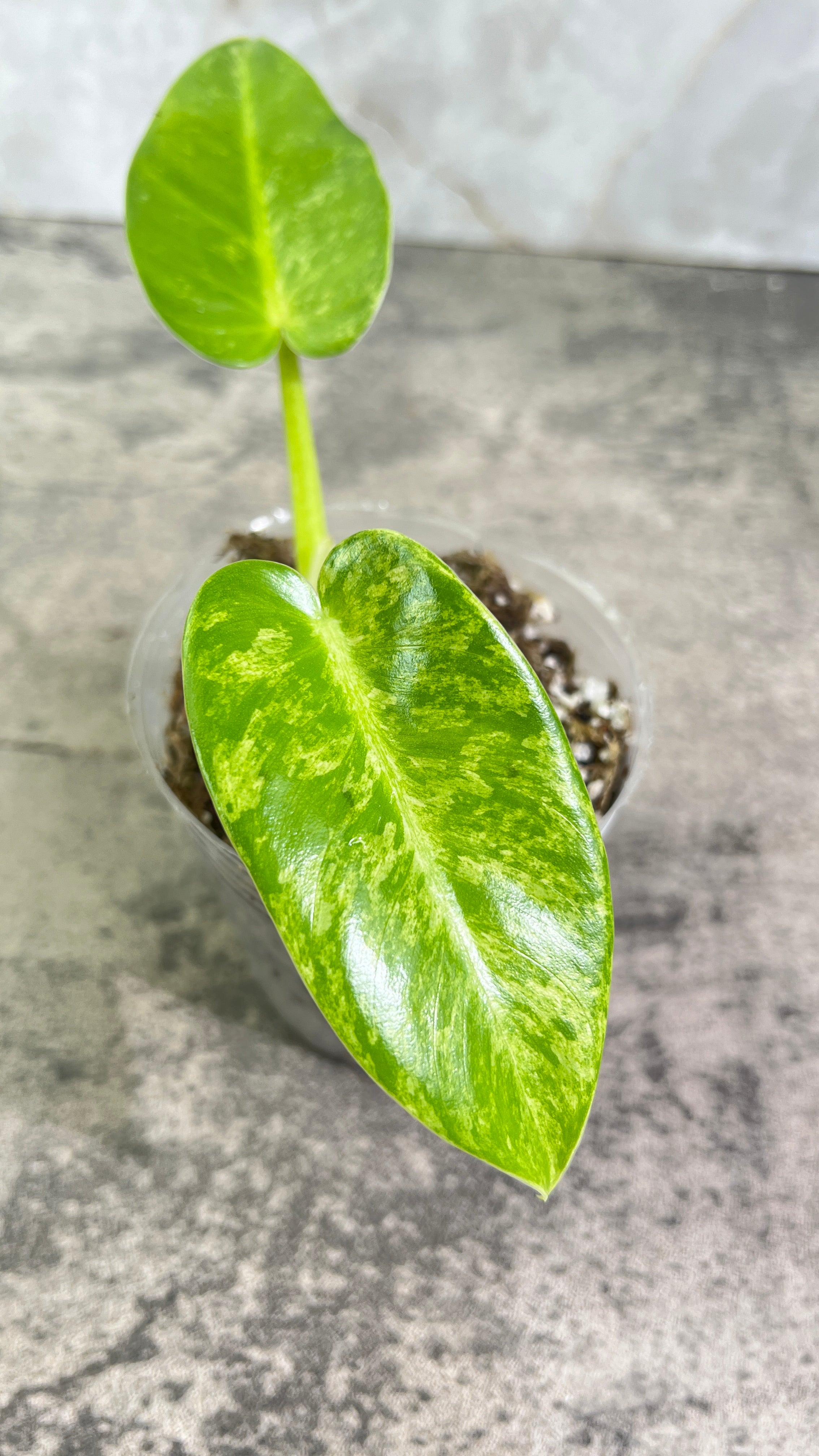 Philodendron giganteum blizzard rooted 2 leaves 1 sprout top cutting