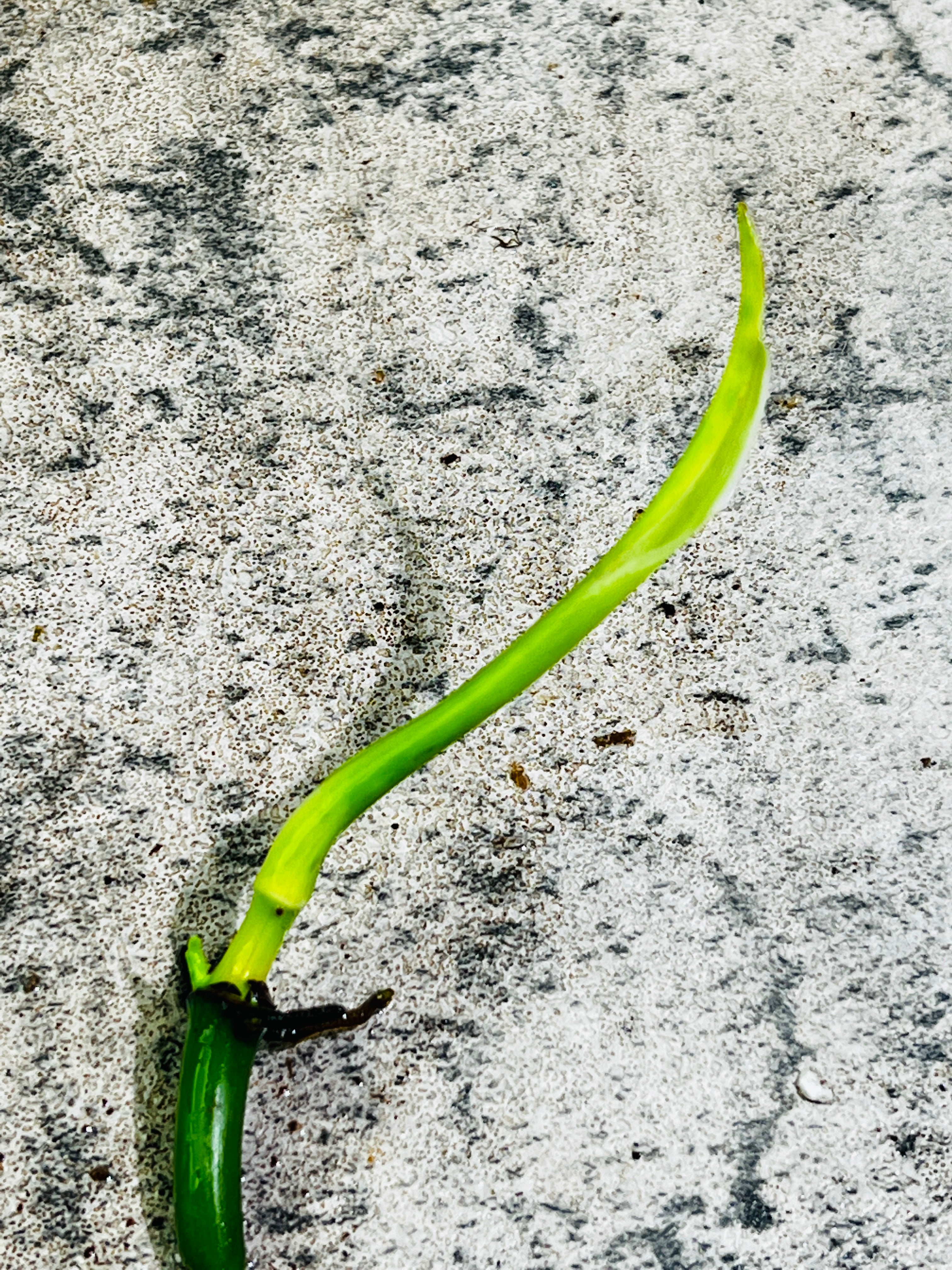 Philodendron Felix 1 leaf 2 sprouts top cutting rooting