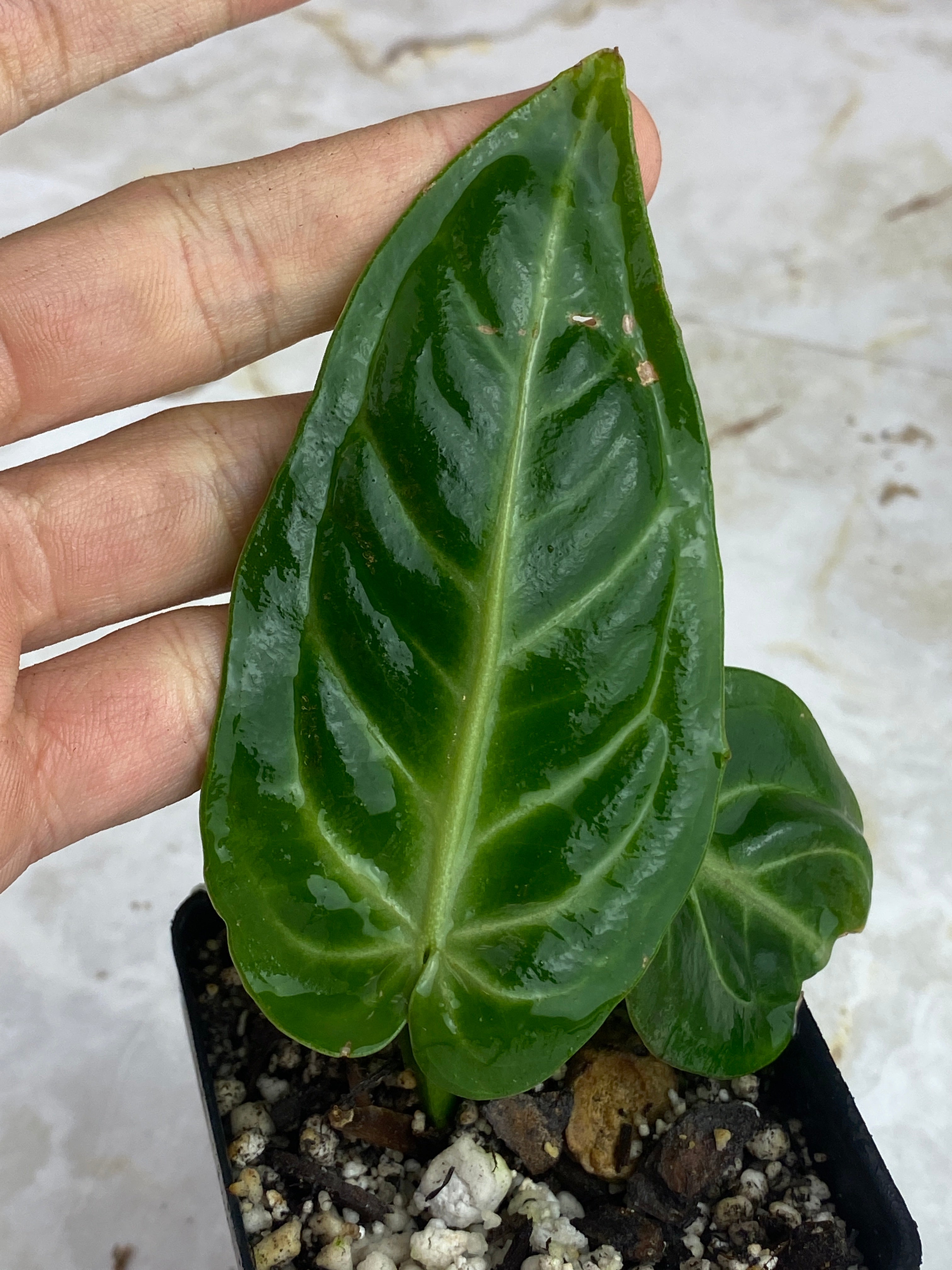 Anthurium villenaorum