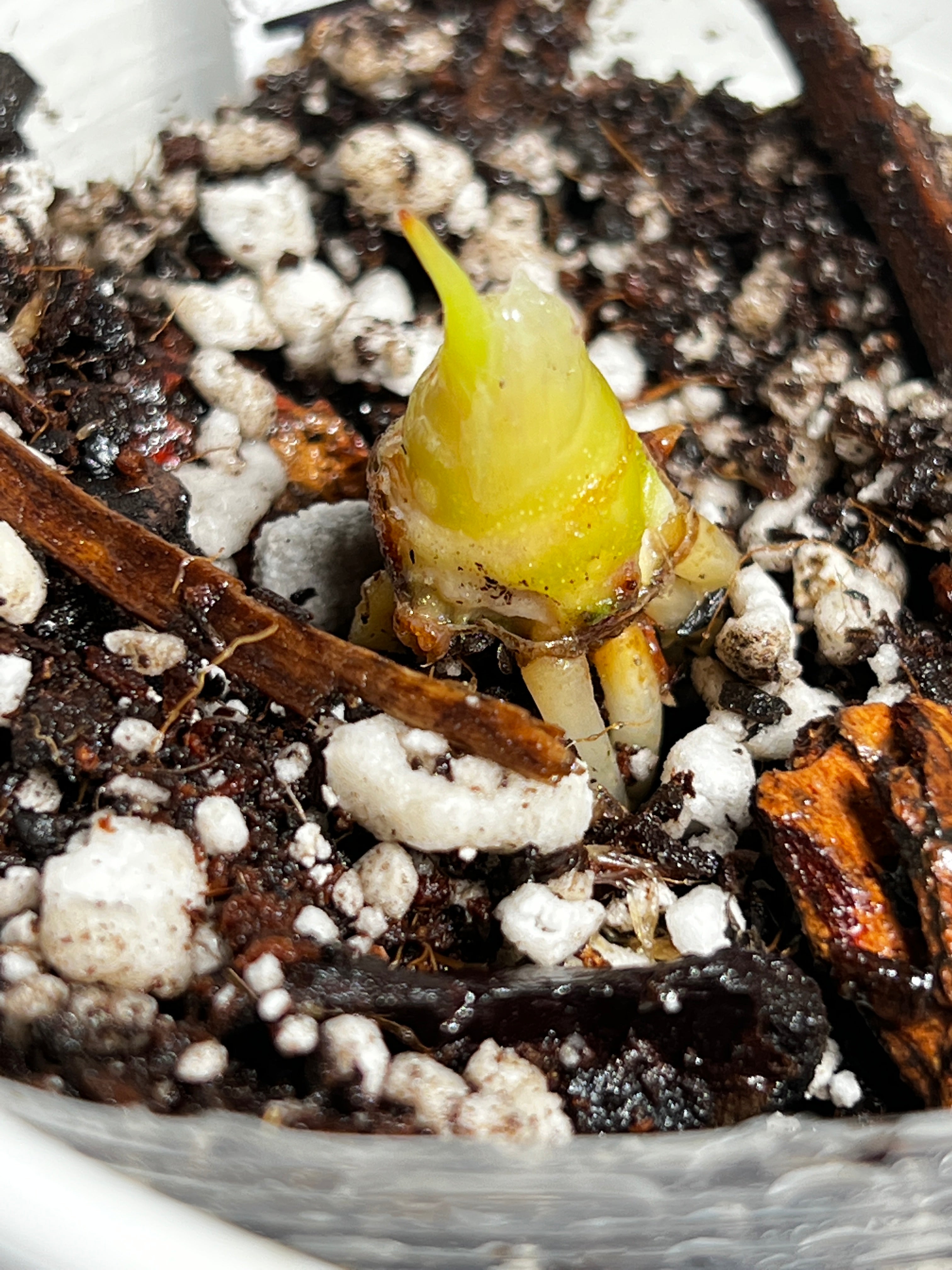 Growers choice Alocasia Jacklyn rooted sprout with additional node