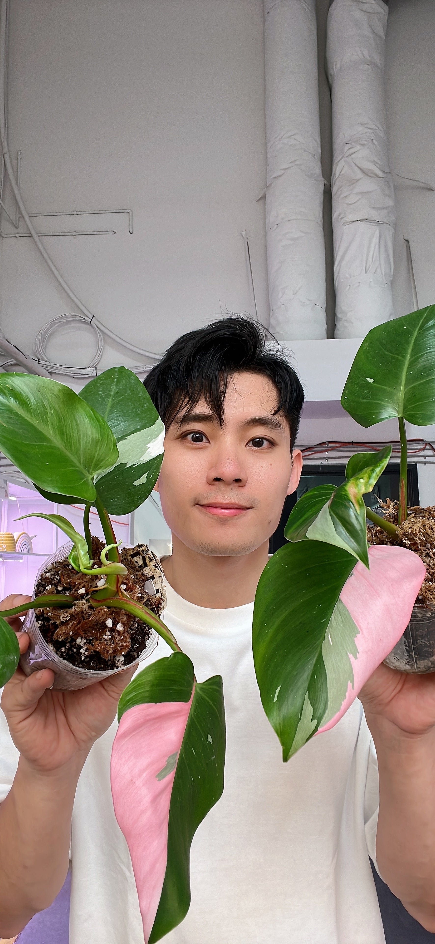 Philodendron white princess tricolor double node Rooted