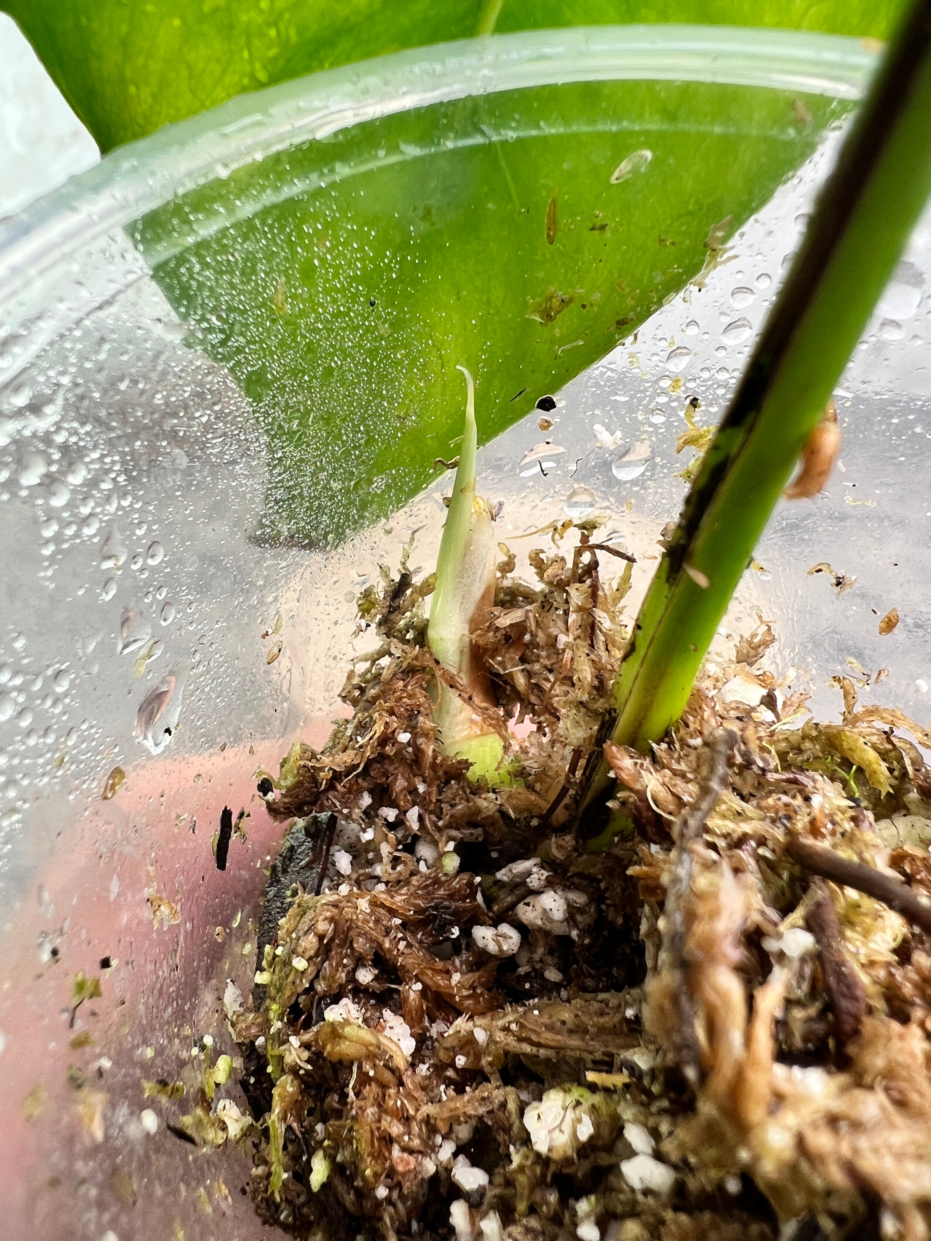 Epipremnum pinnatum variegated 1 leaf 1 sprout rooted
