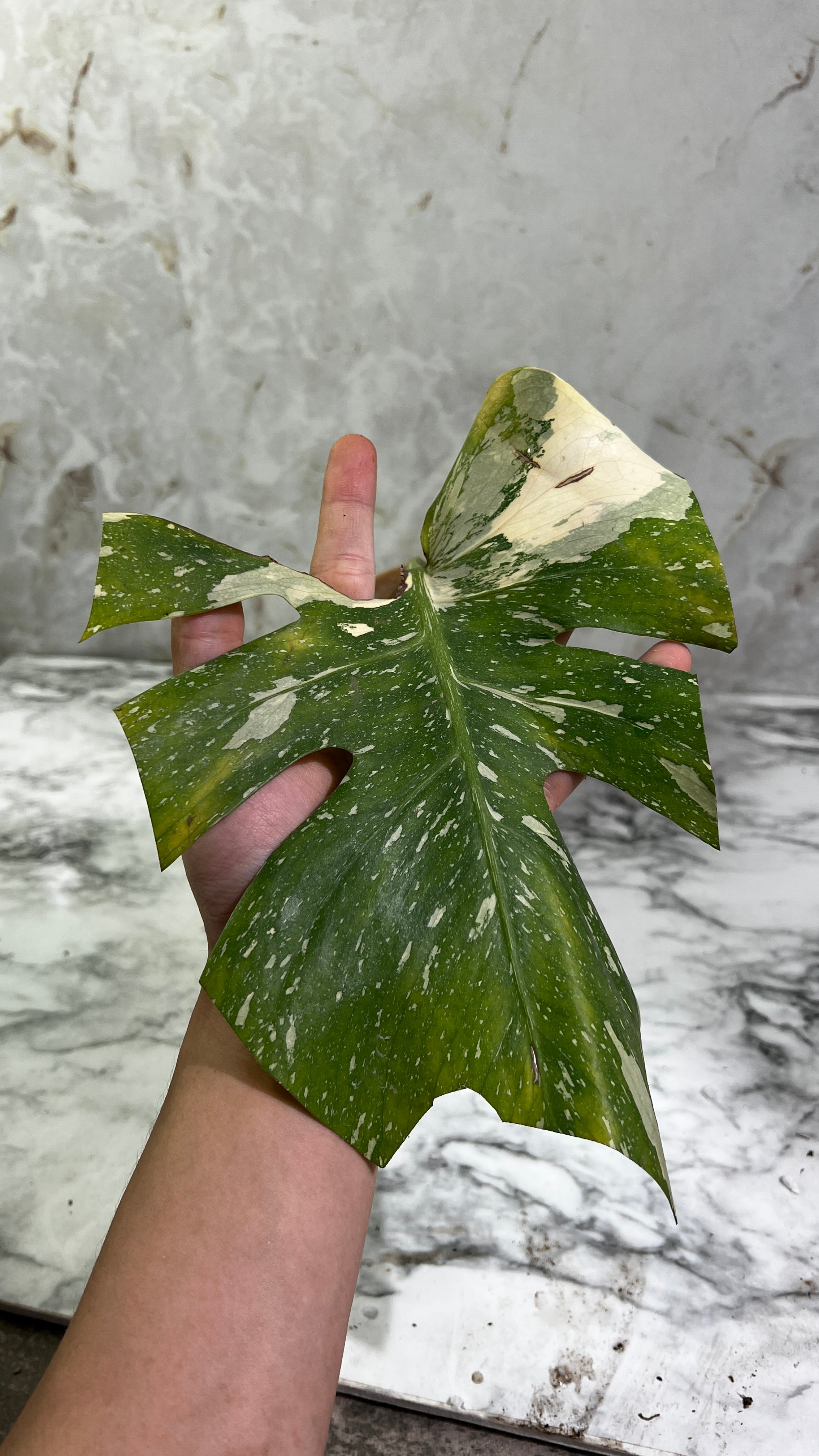 Monstera Thai Constellations rooted 1 leaf
