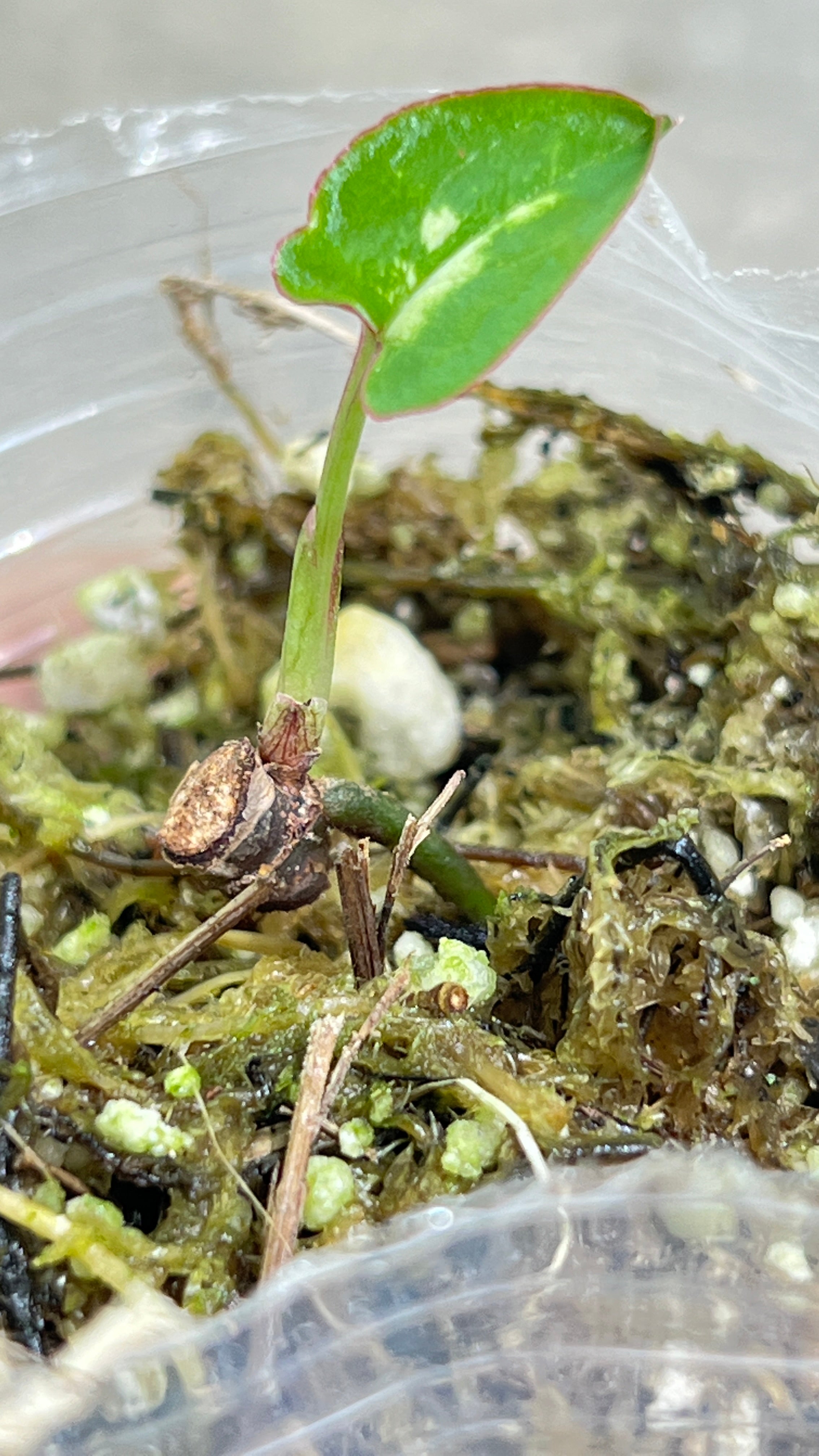 Syngonium red spot tricolor rooted 1 leaf