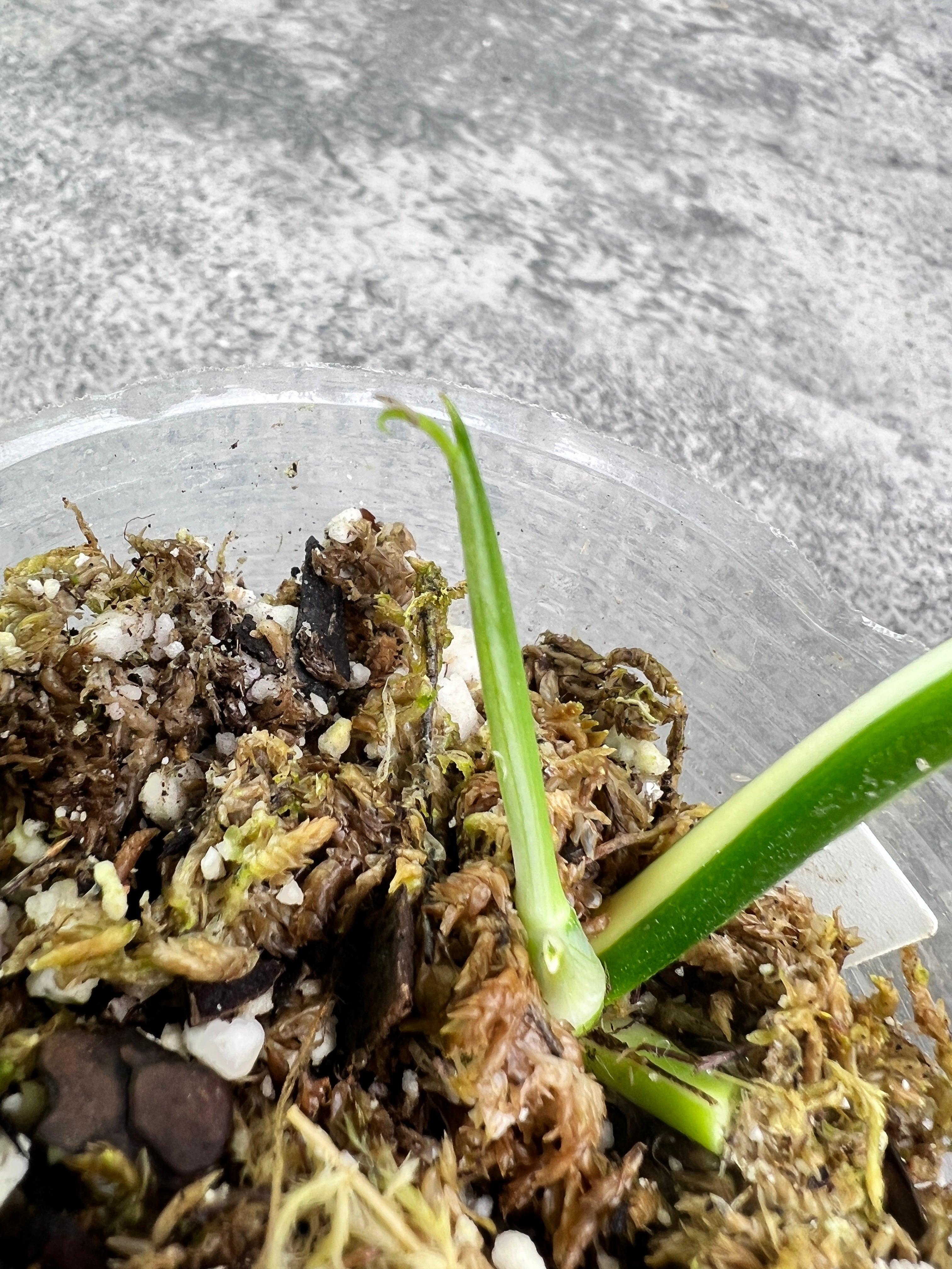 Set of 2: Epipremnum pinnatum variegated node (highly Variegated)