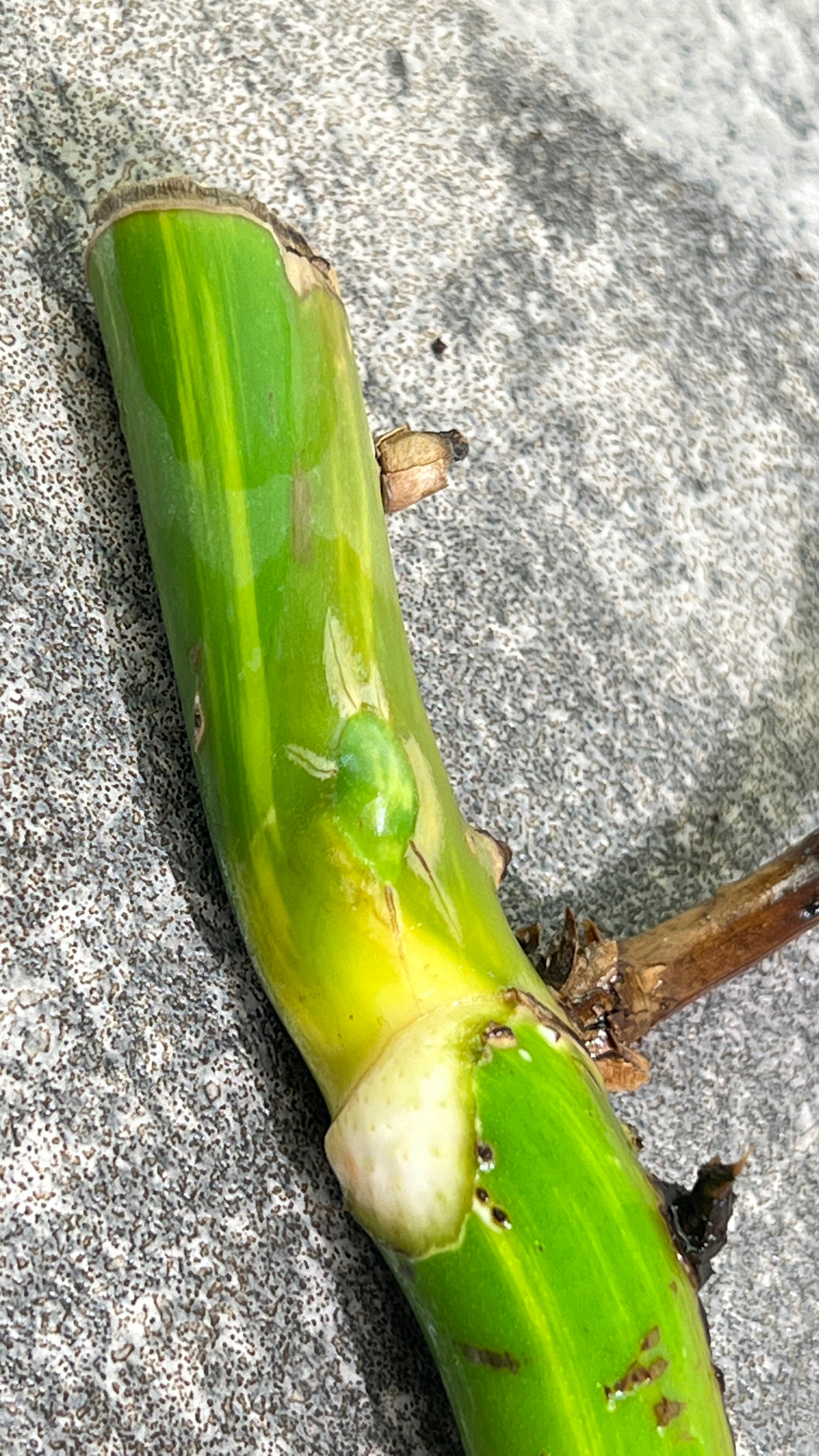 Monstera aurea rooting big node with 1 activa bud