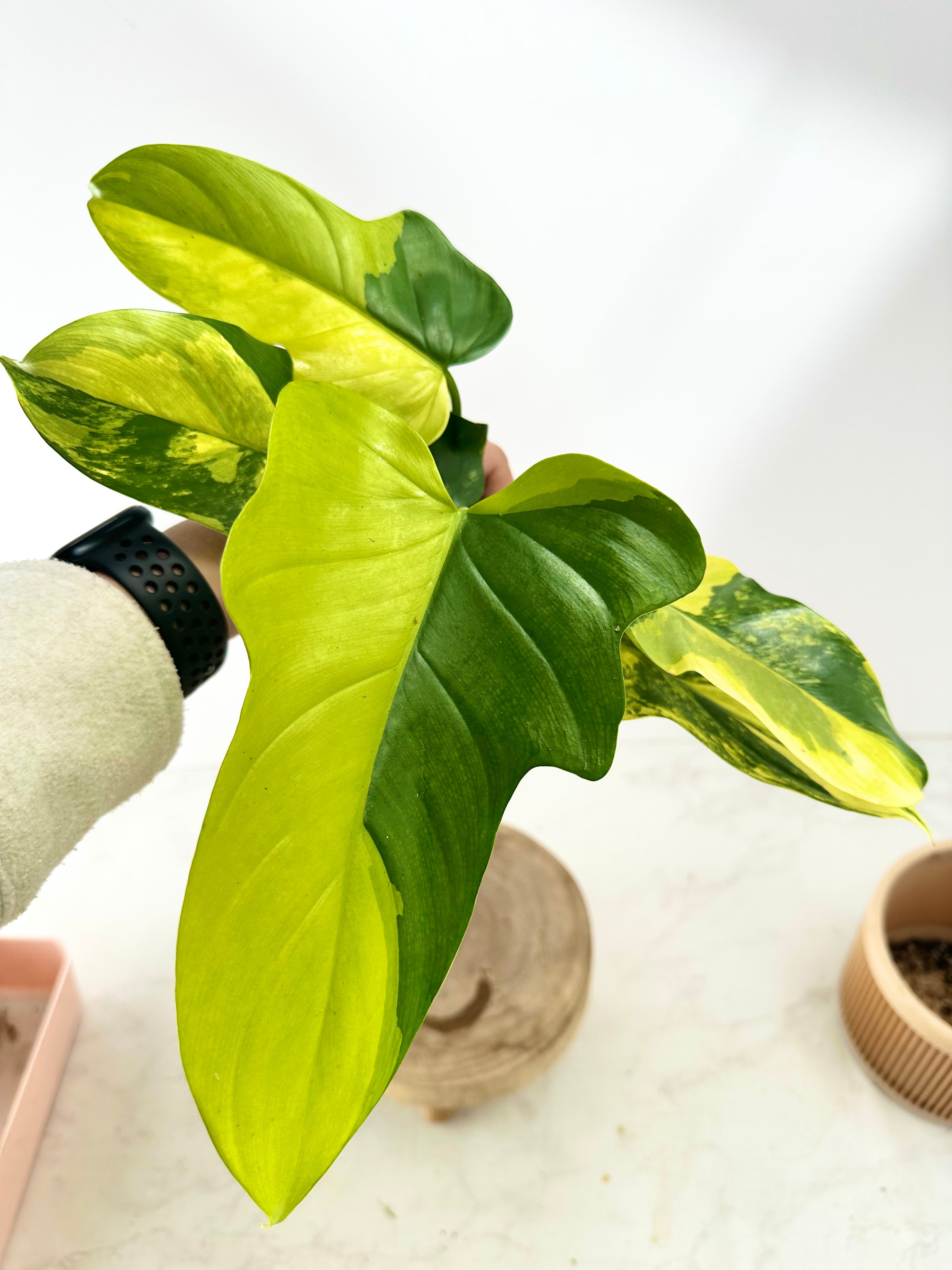 Philodendron bipenifolium variegated rooting 1 leaf