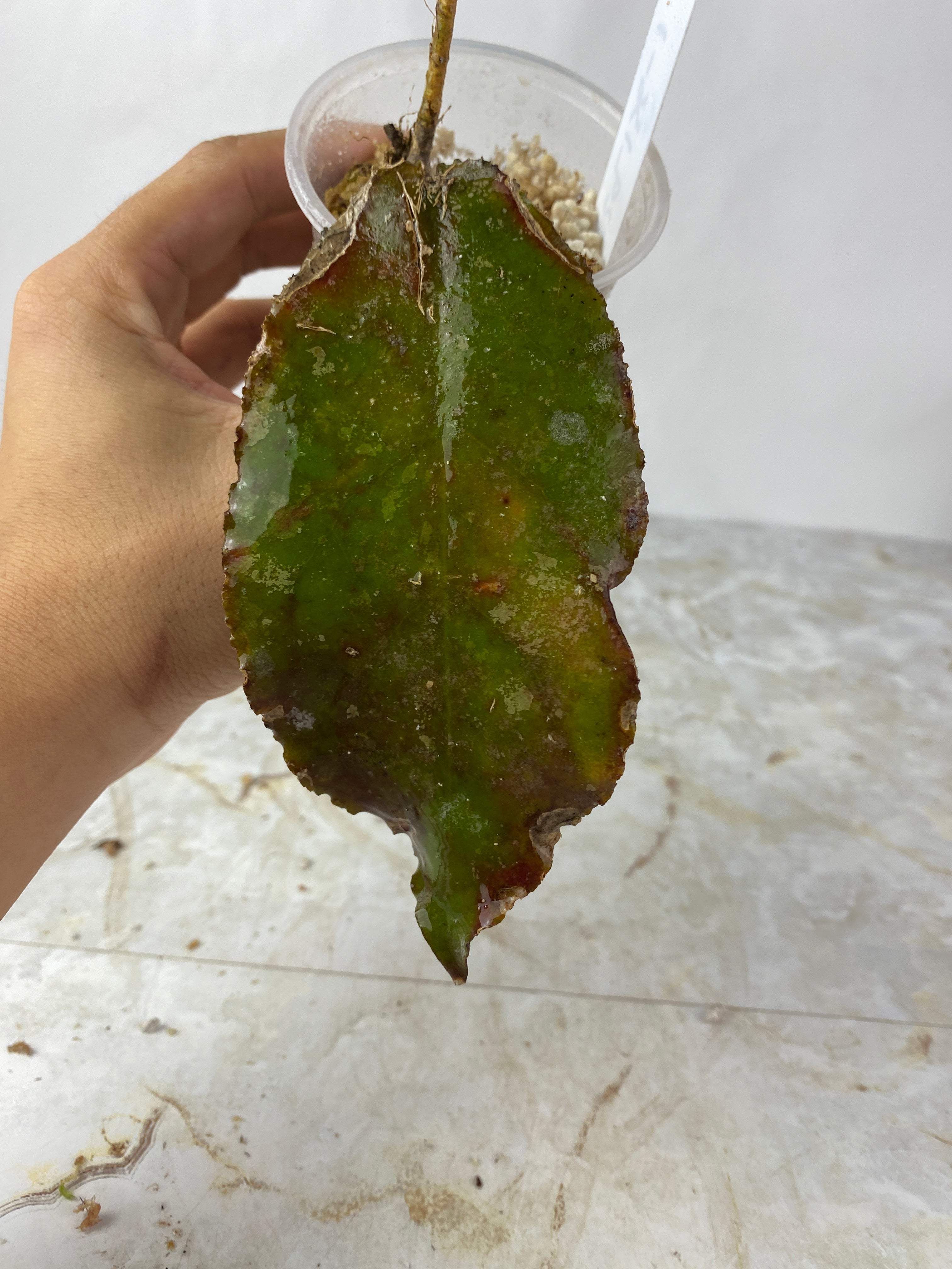 Hoya undulata