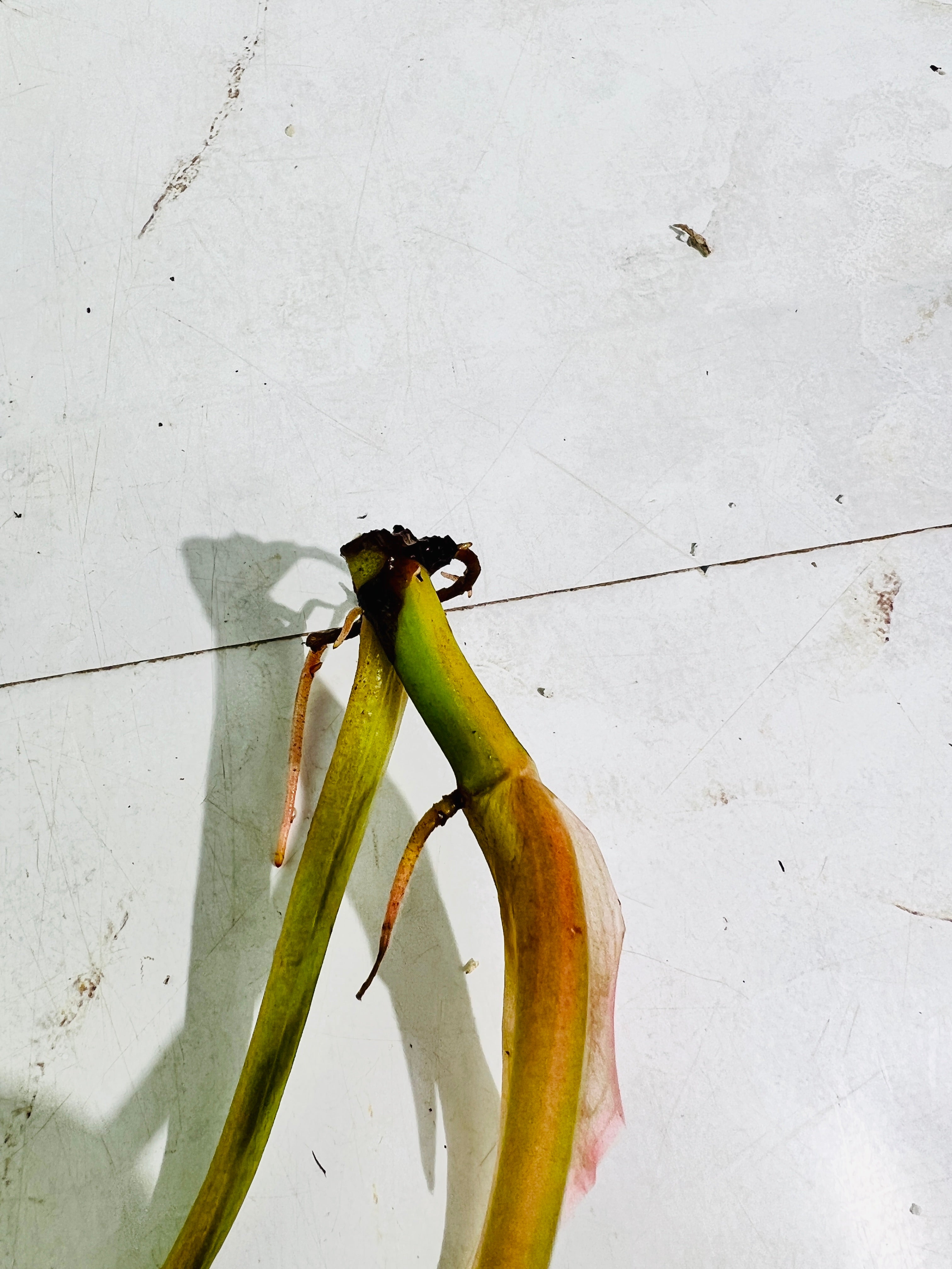 Philodendron ring of fire rooting top cutting 2 leaves 1 sprout