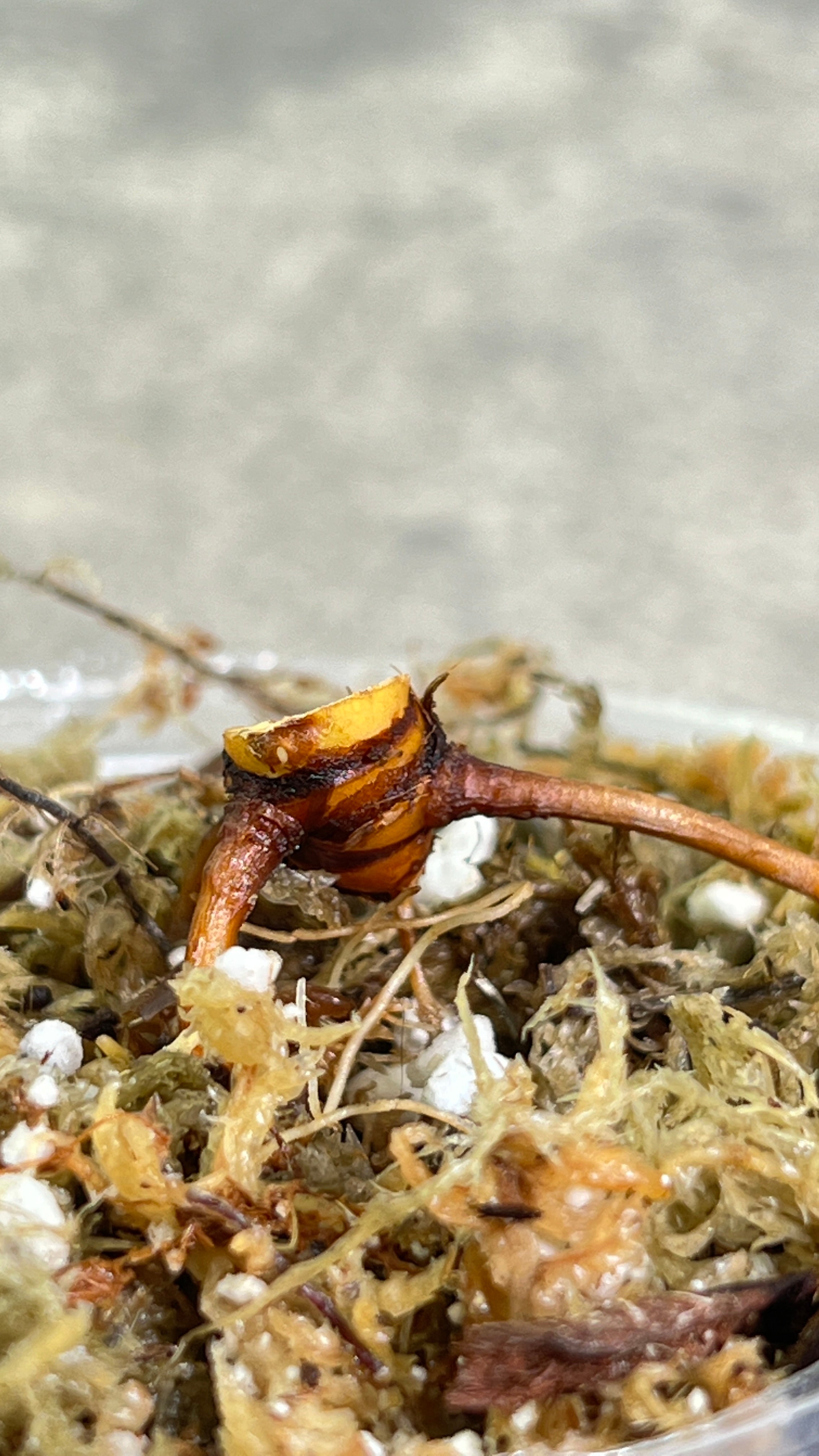 Philodendron giganteum blizzard rooted triple node
