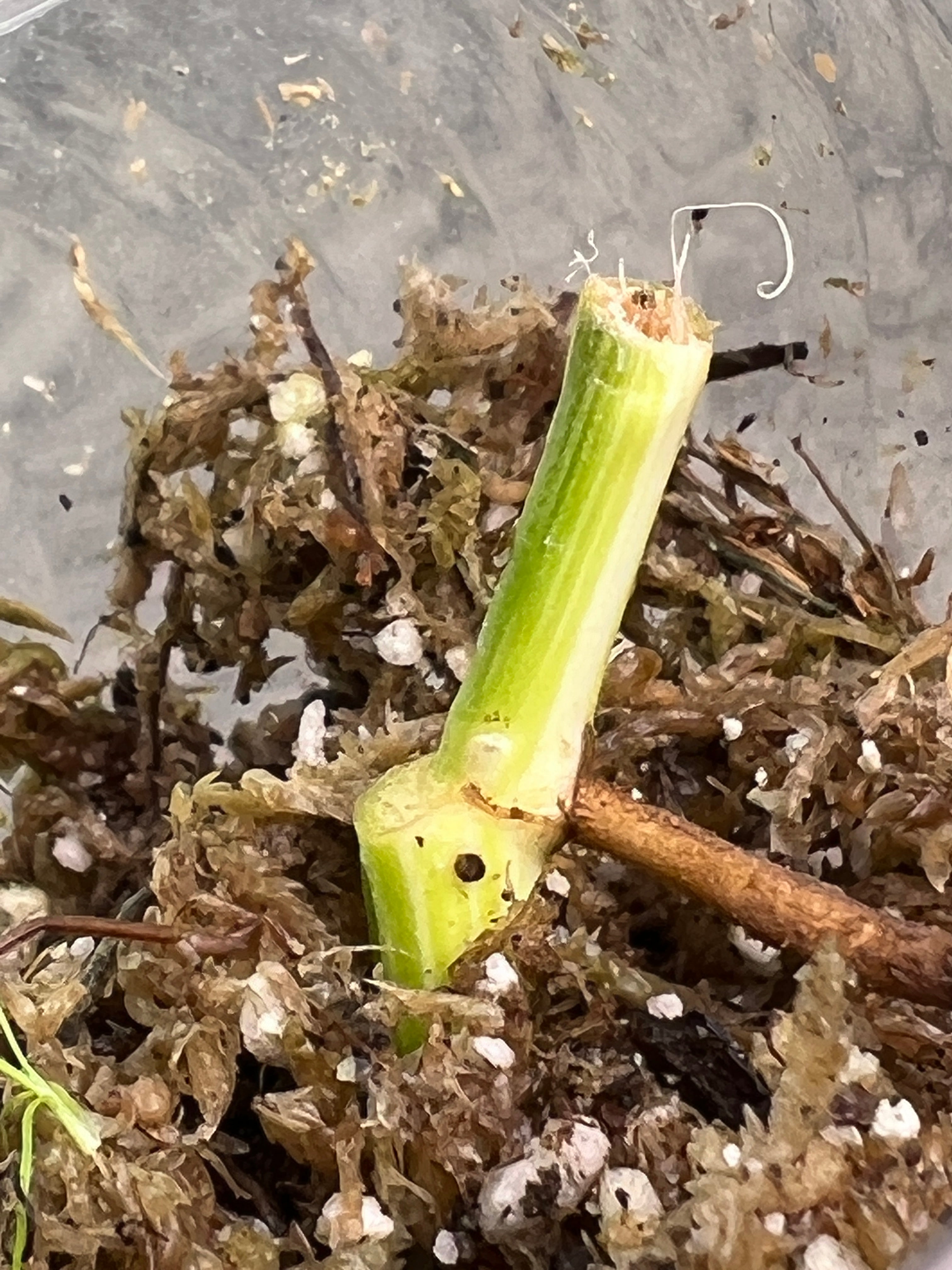 Set of 2: Epipremnum pinnatum variegated node (highly Variegated)