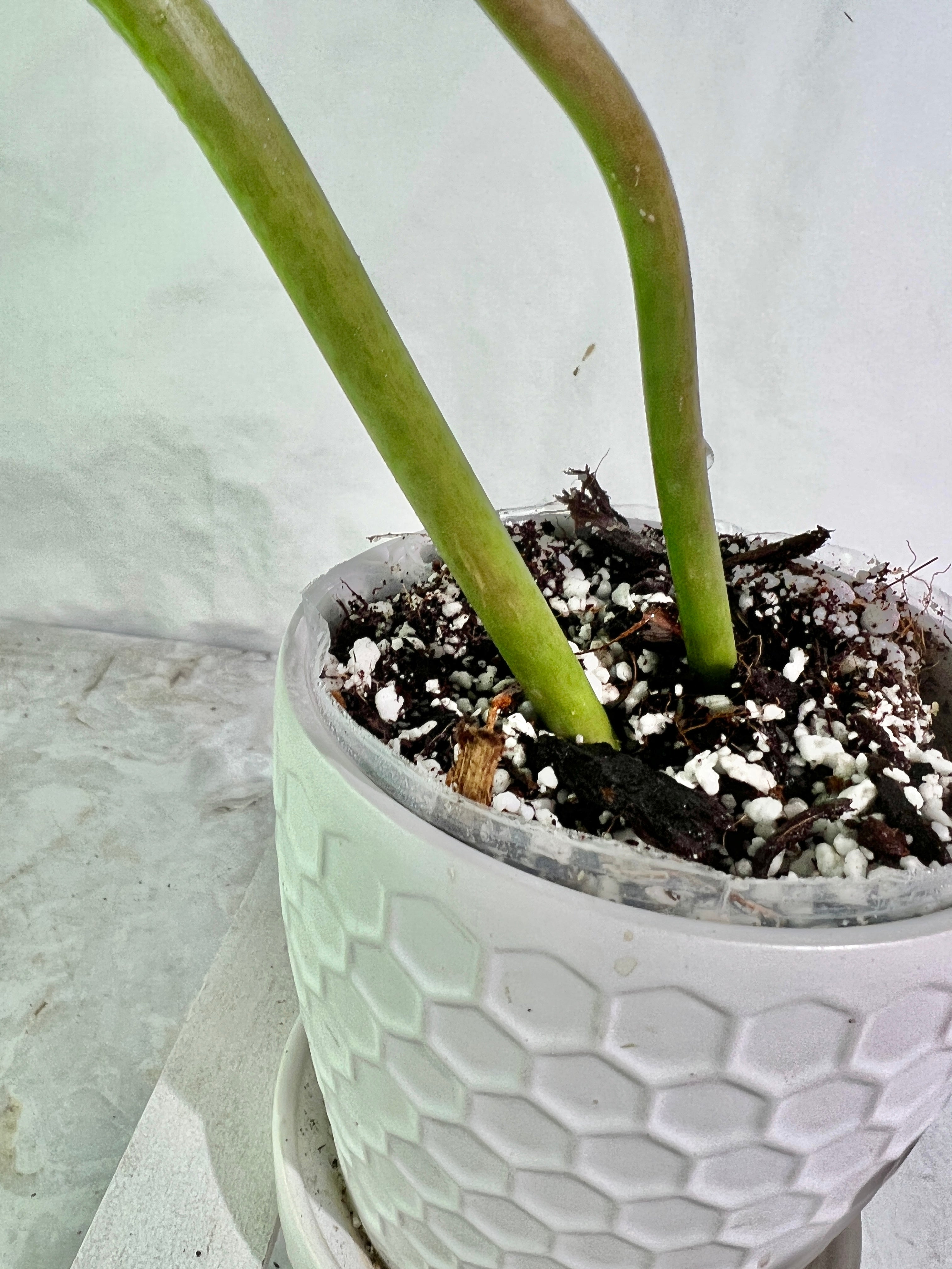 Philodendron snowdrifts rooting in soil 2 huge leaves (10” long)