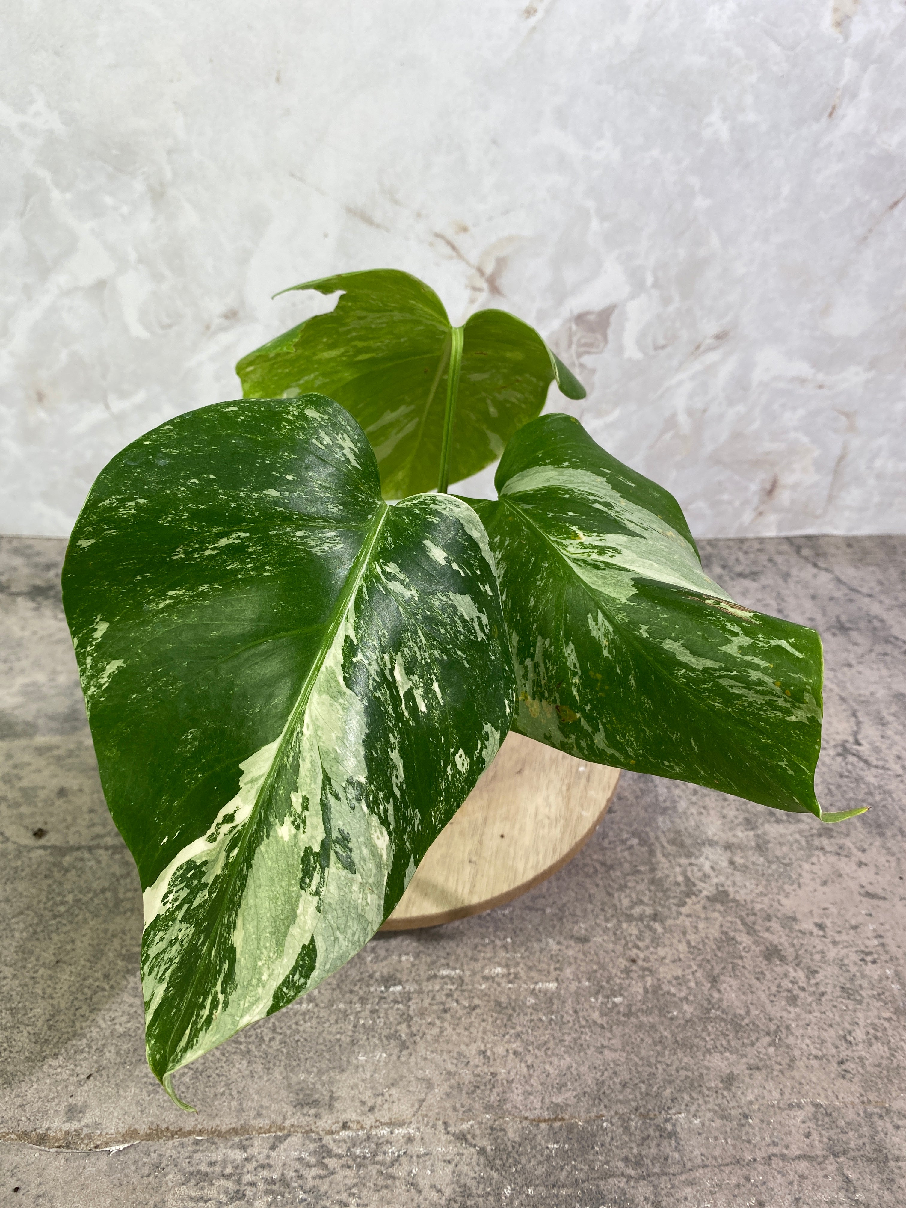 Monstera Albo 3 leaves rooting