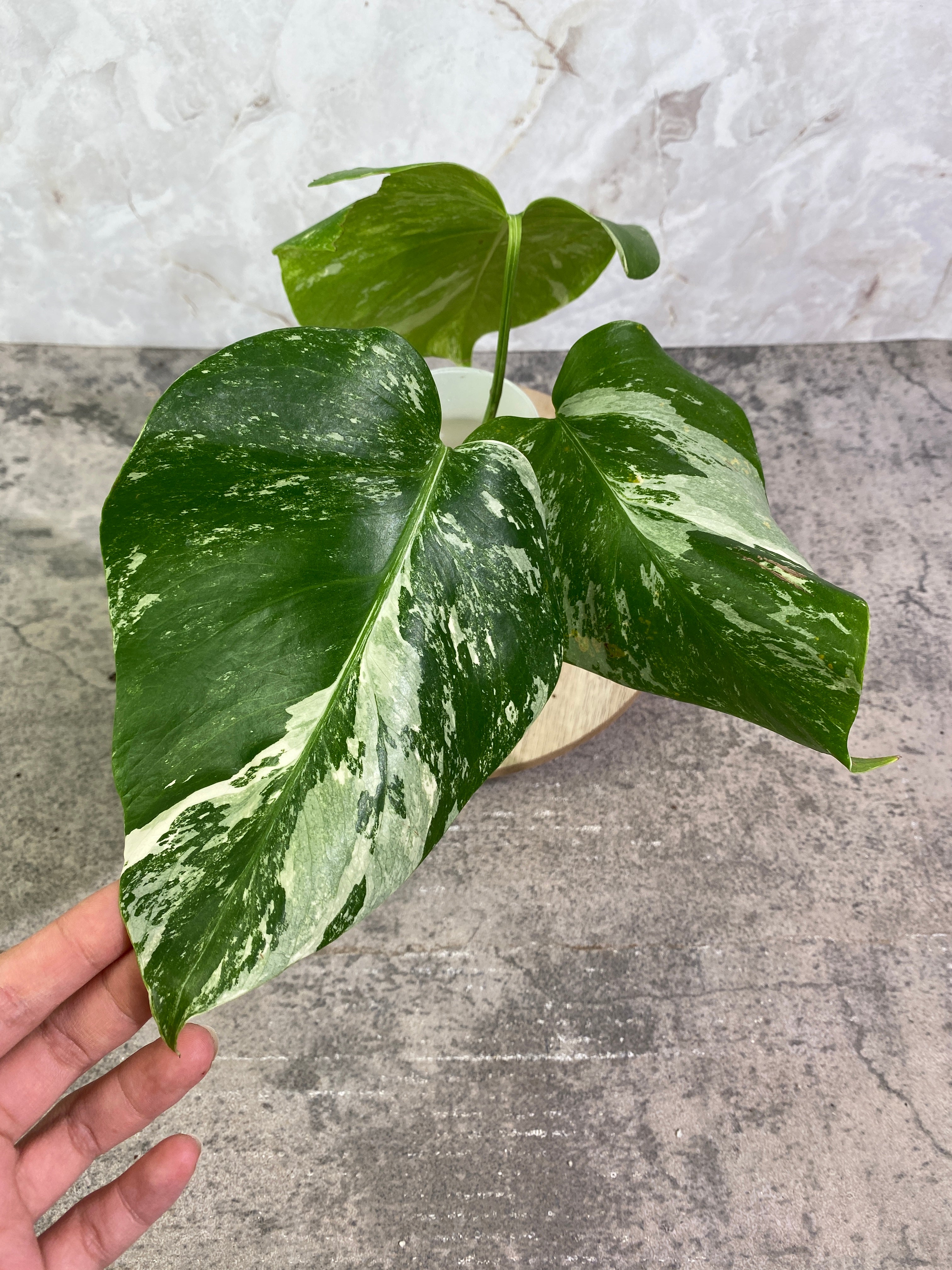 Monstera Albo 3 leaves rooting