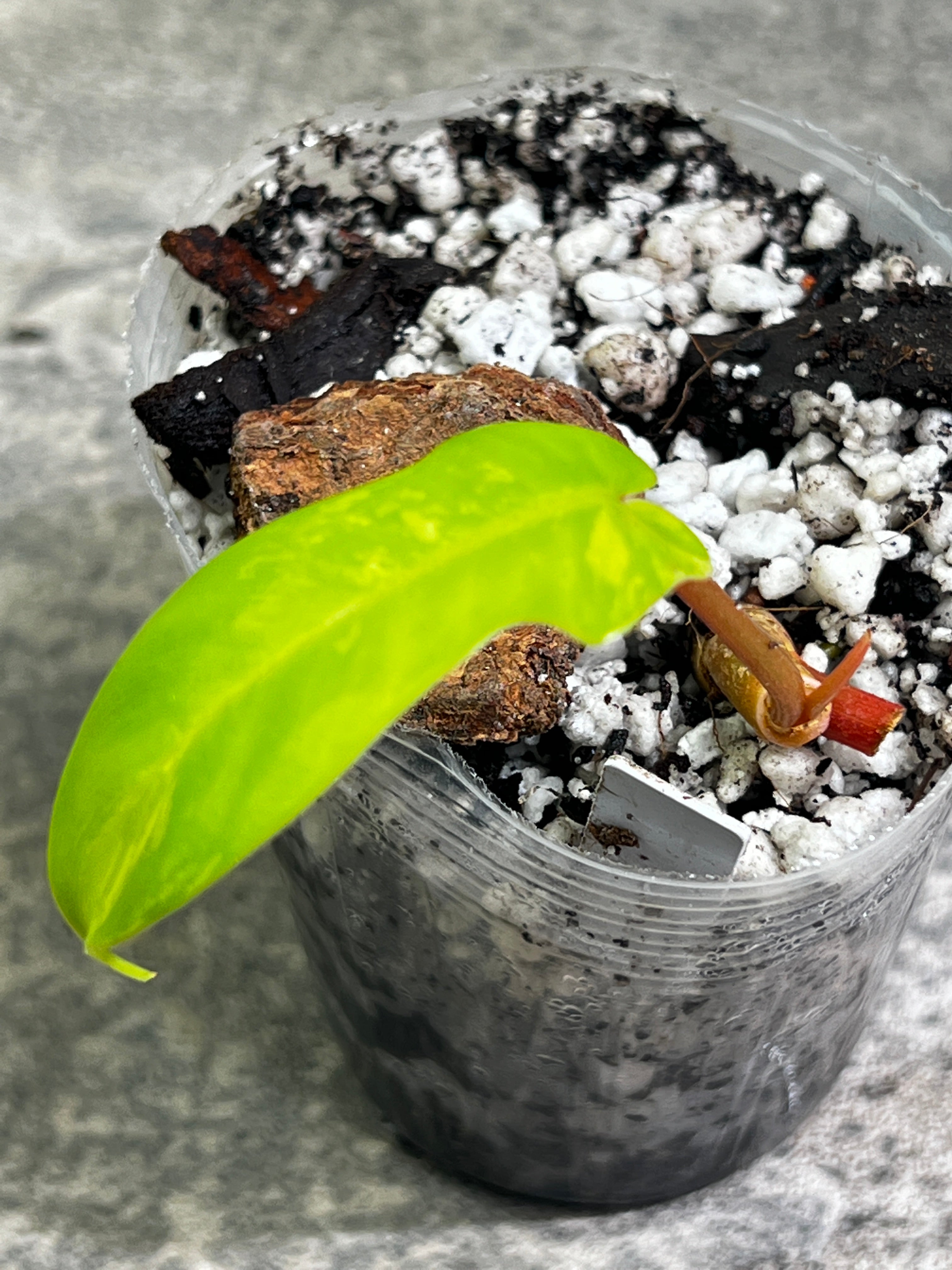 Philodendron Florida beauty rooted 1 leaf 1 sprout