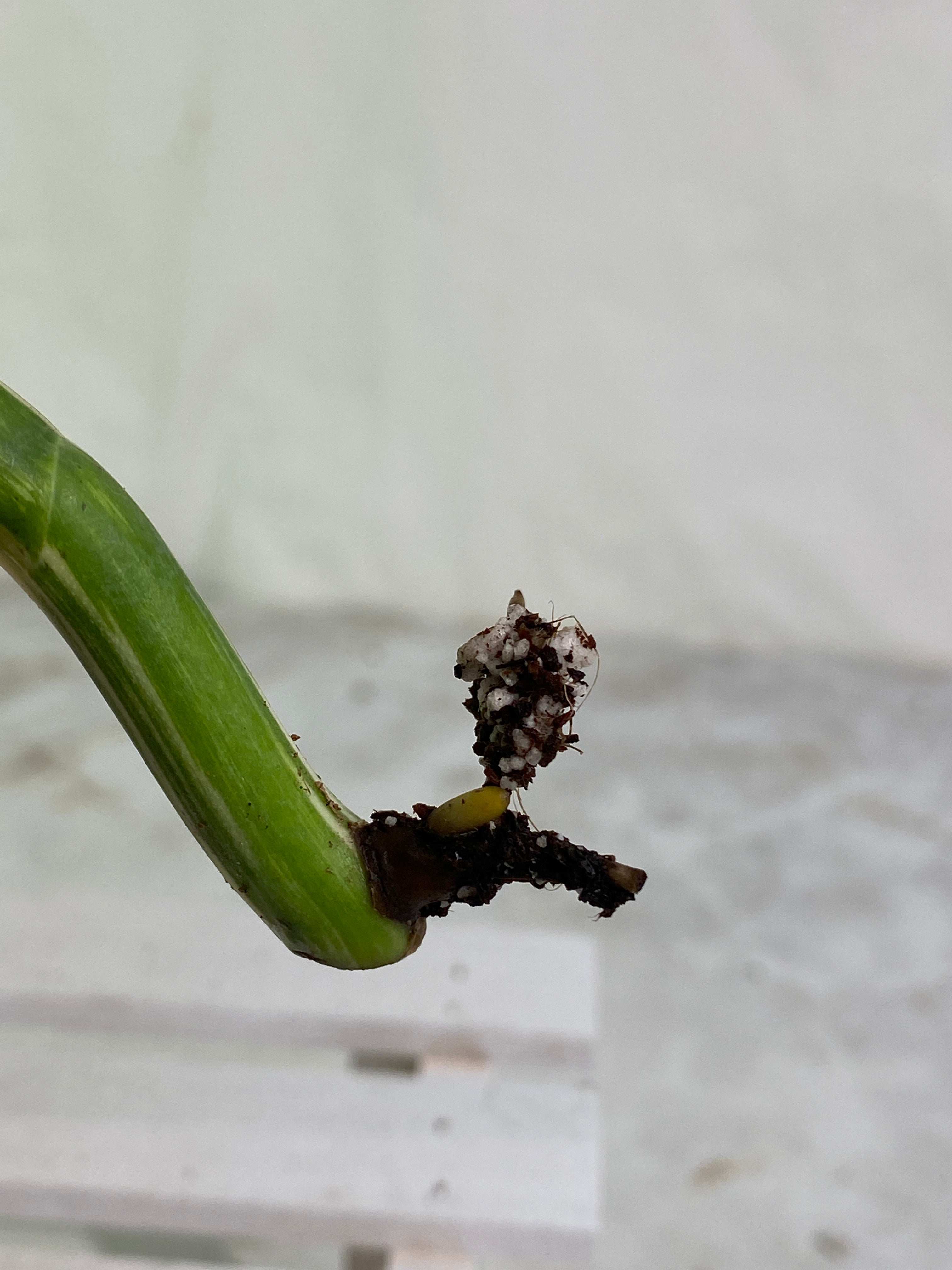 Monstera albo rooting in soil 1 leaf highly Variegated