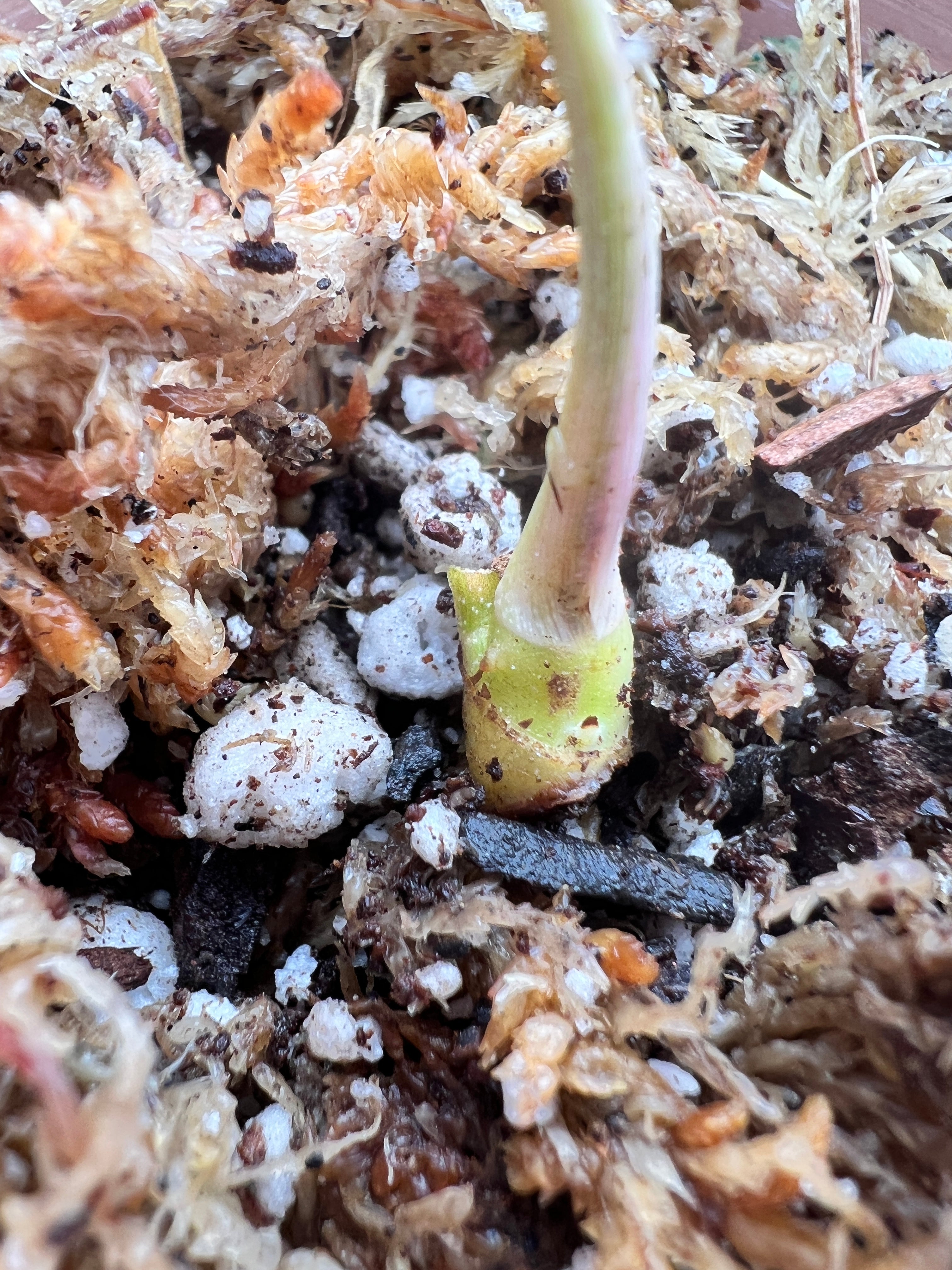 Philodendron Florida Beauty rooted 1 sprout 1 growing bud double node