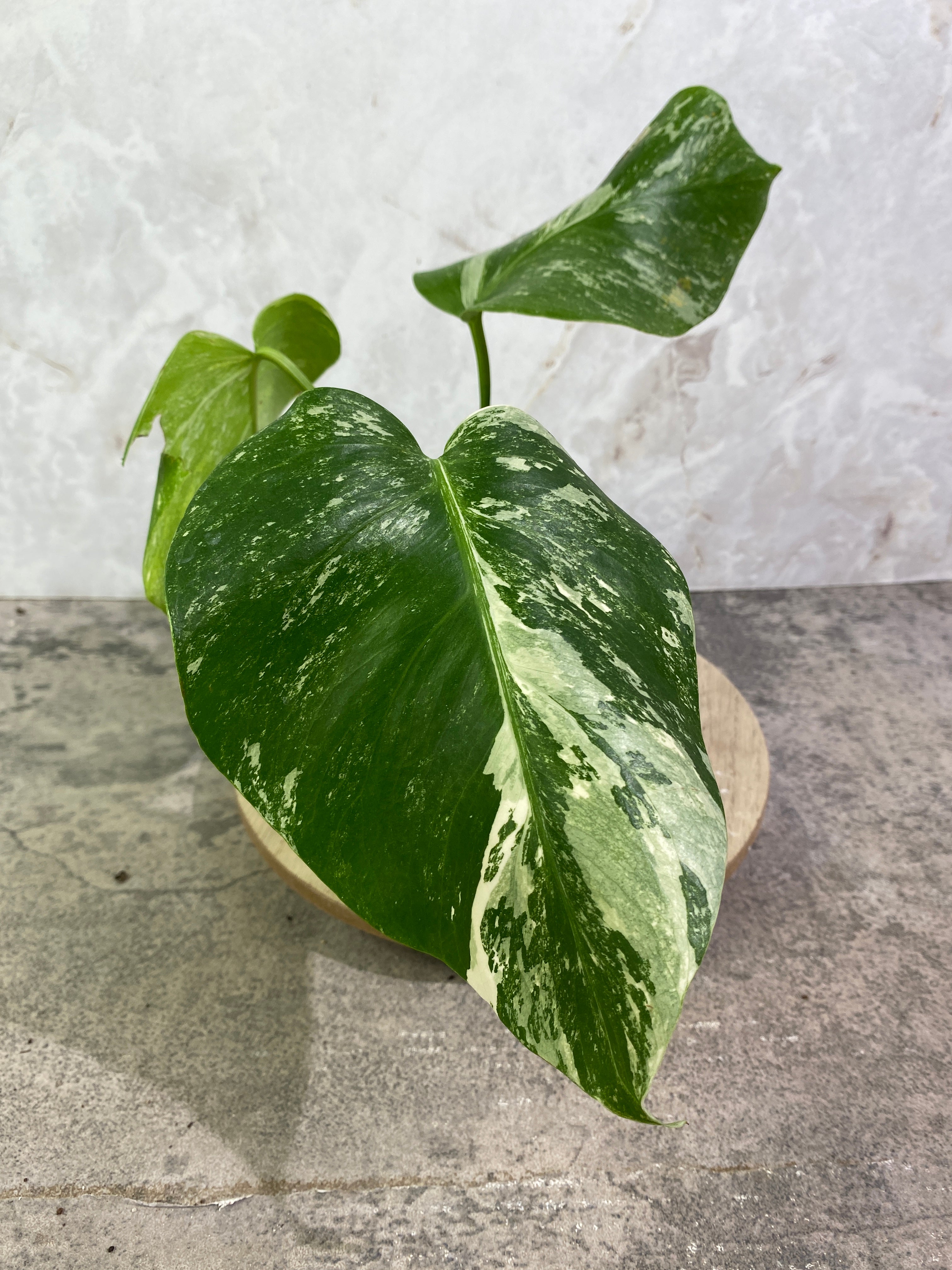 Monstera Albo 3 leaves rooting