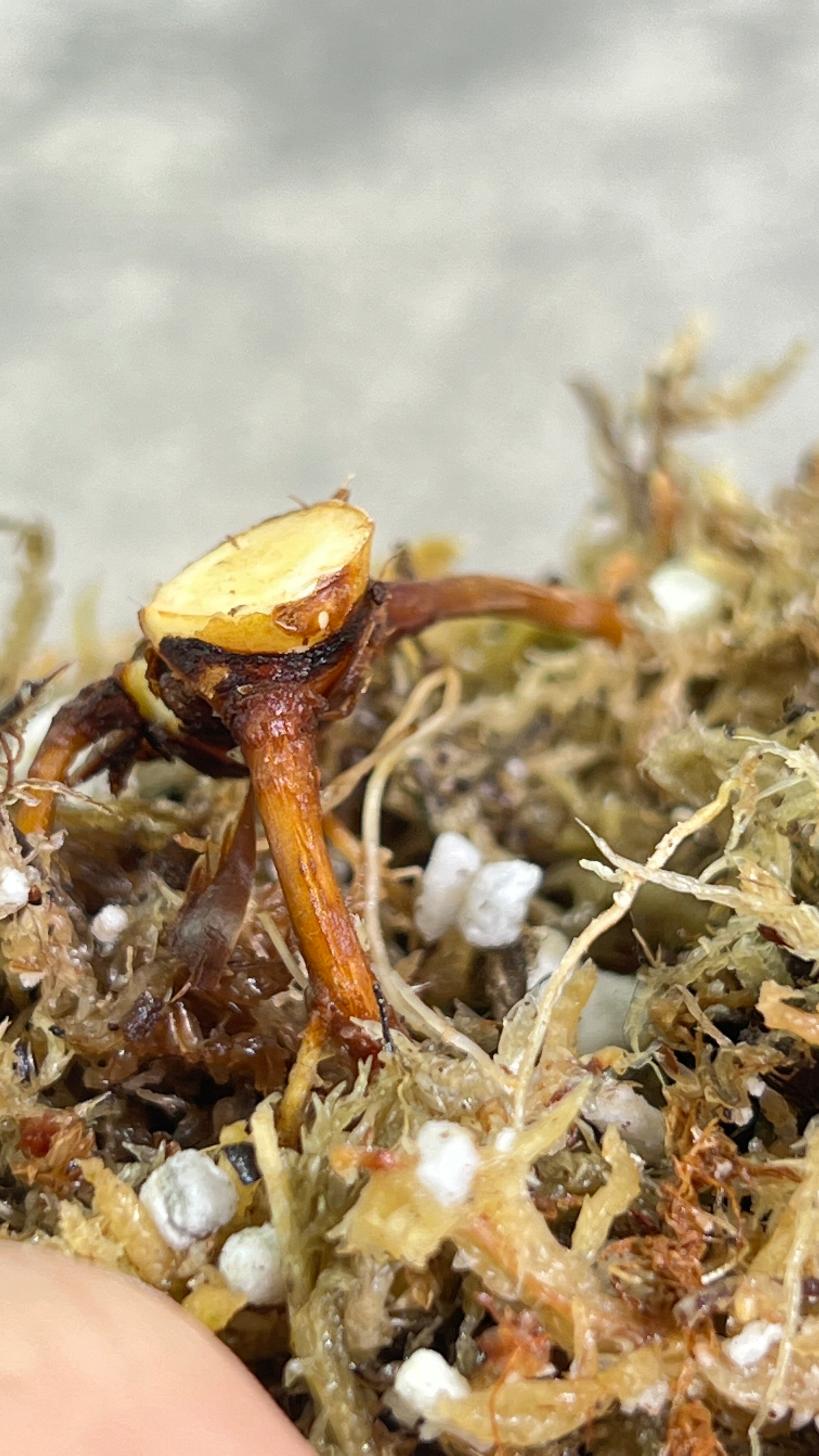 Philodendron giganteum blizzard rooted triple node