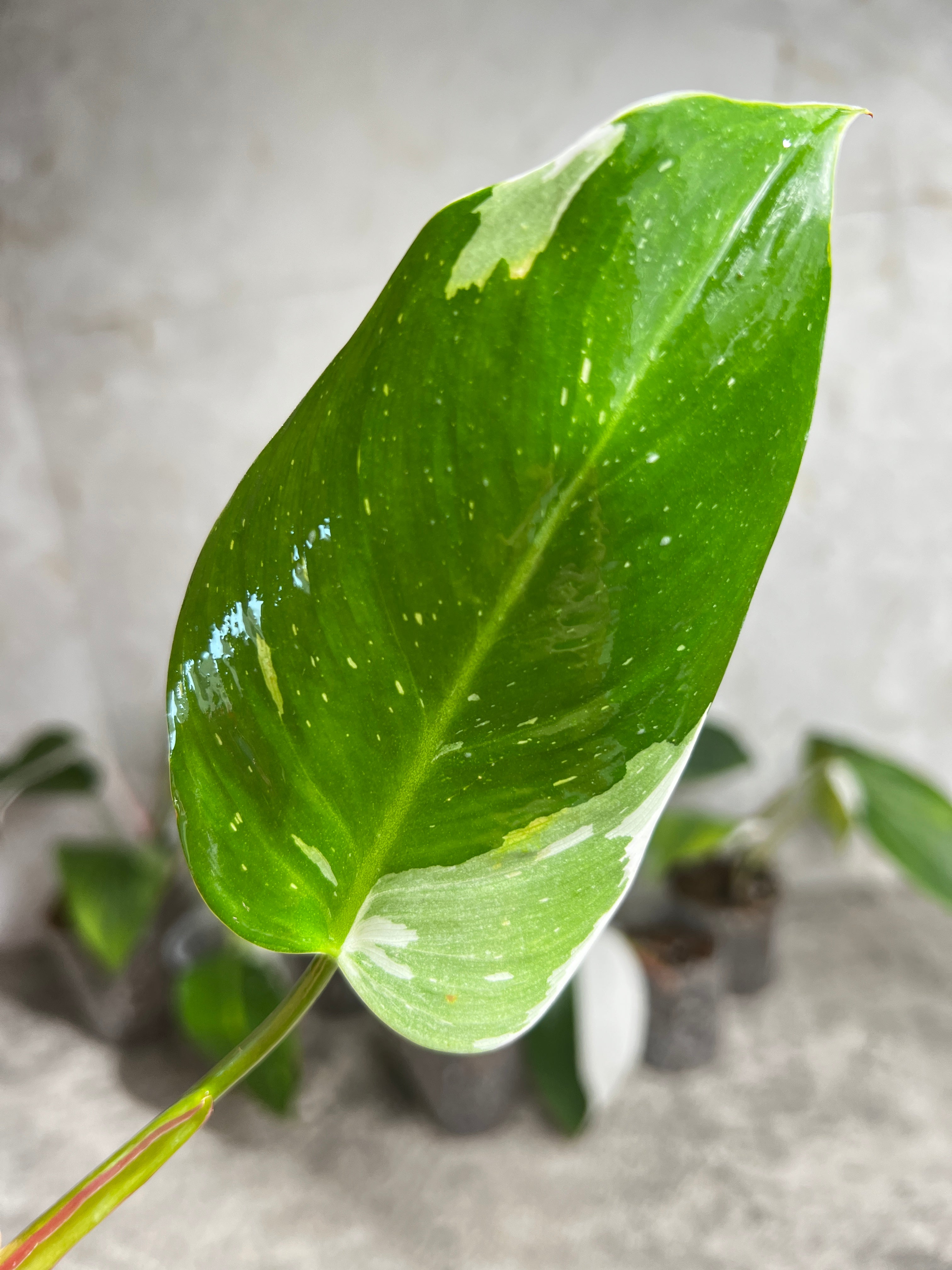 Philodendron white princess rooting 1 leaf 1 sprout from highly Variegated mother plant